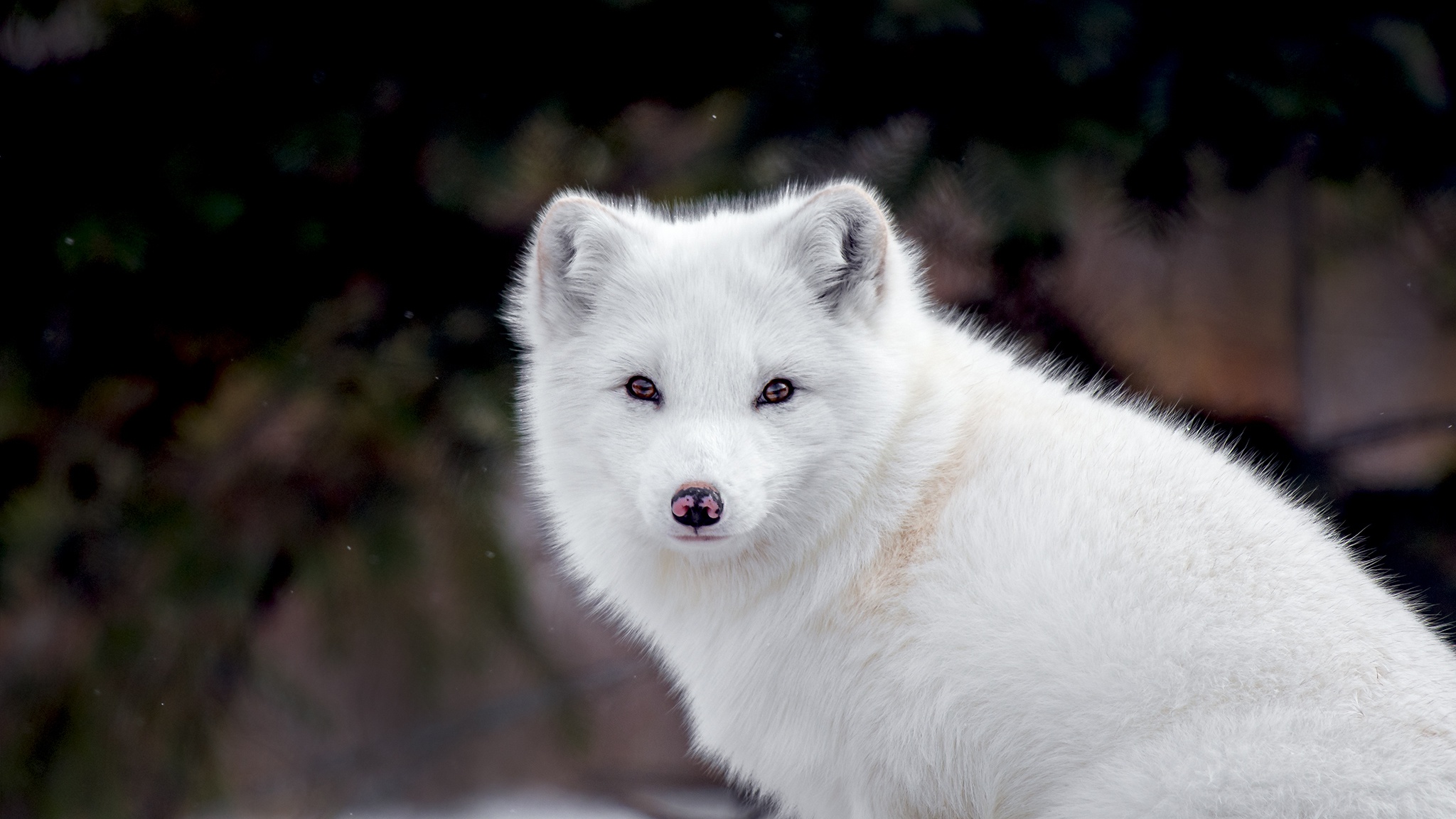Arctic Fox Wildlife 2048x1152