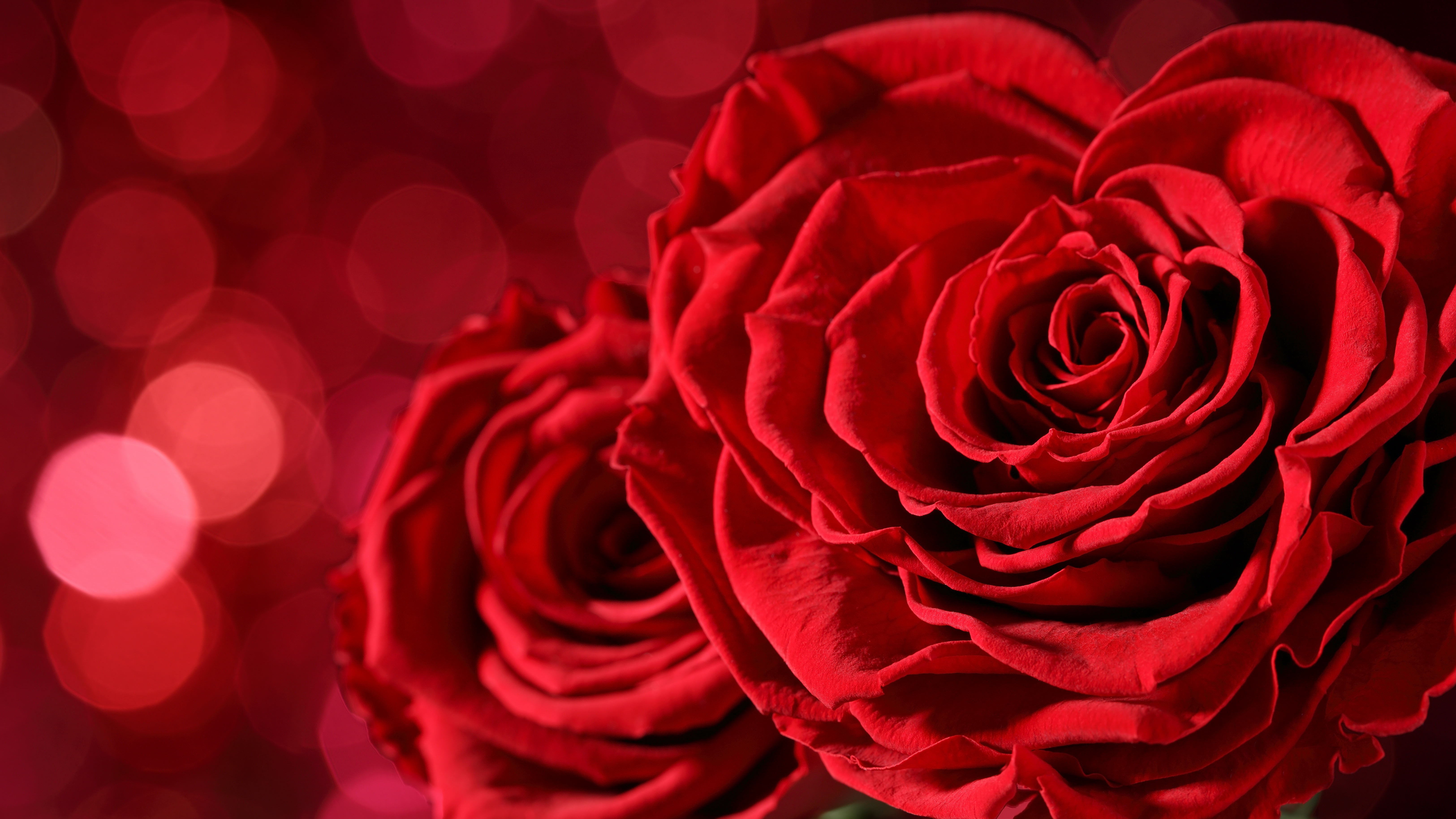 Bokeh Flower Macro Red Flower Red Rose Rose 6500x3657