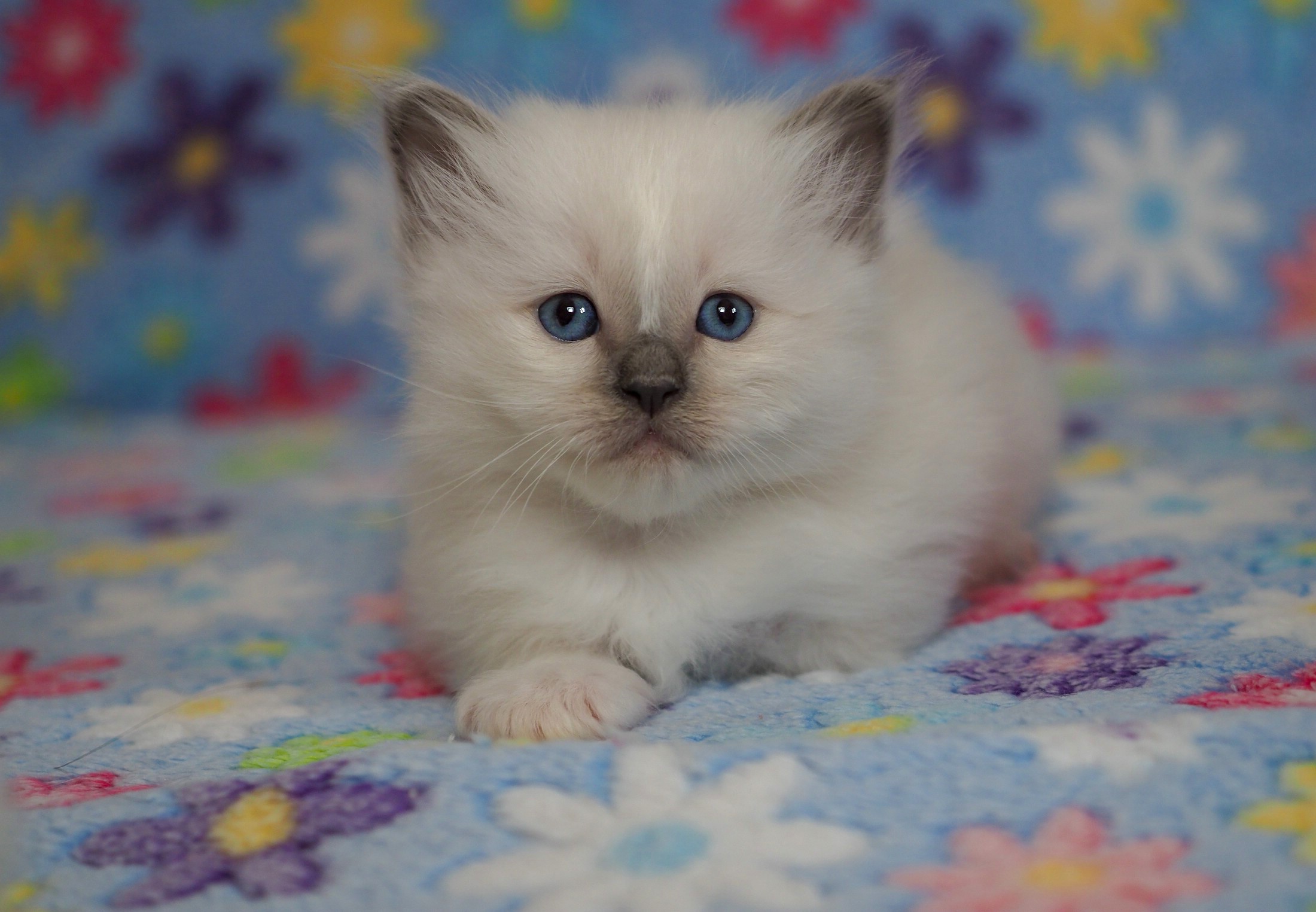 Baby Animal Cat Kitten Pet Stare 2200x1525