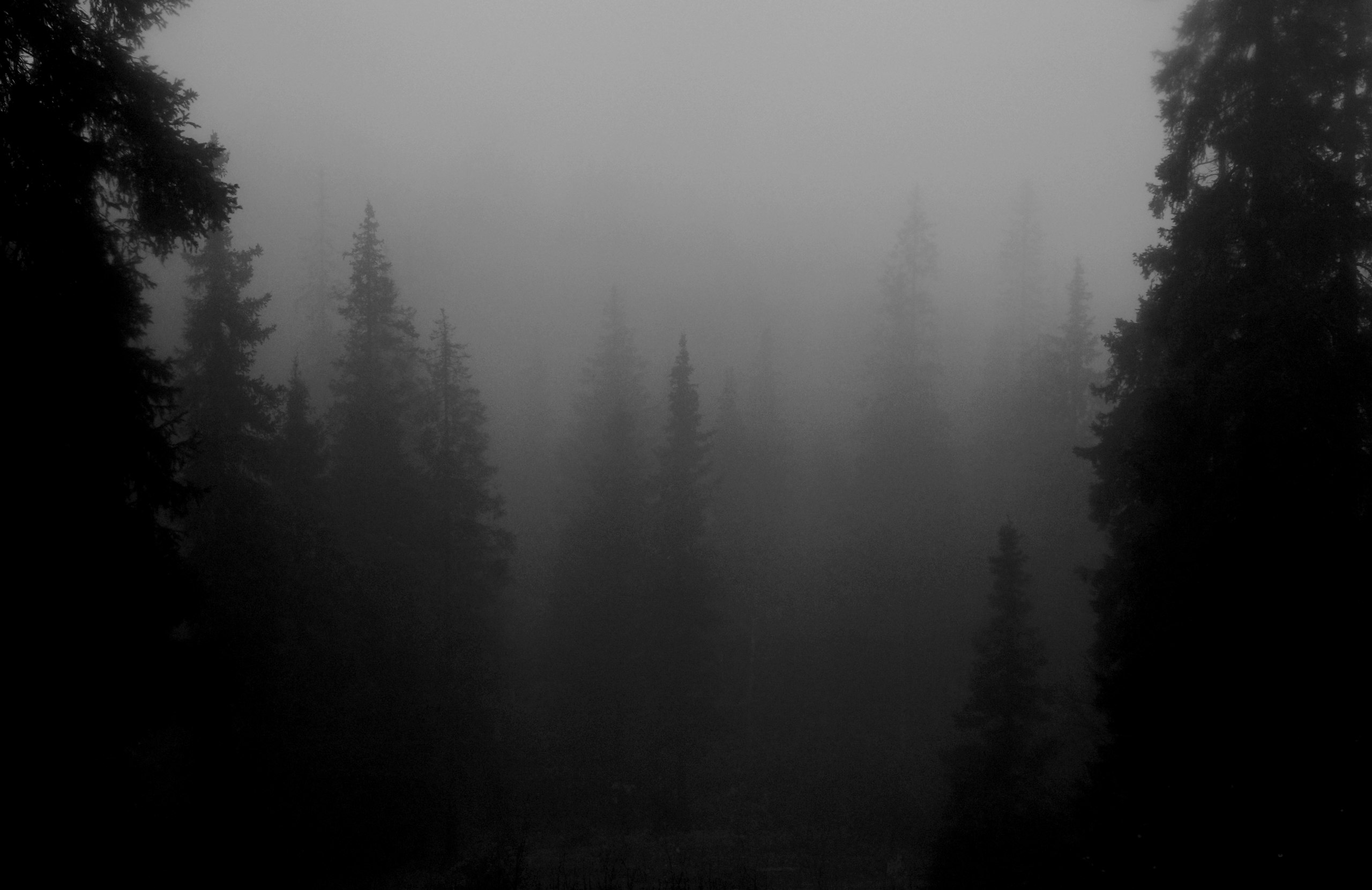 Forest Creepy Mist 2560x1661