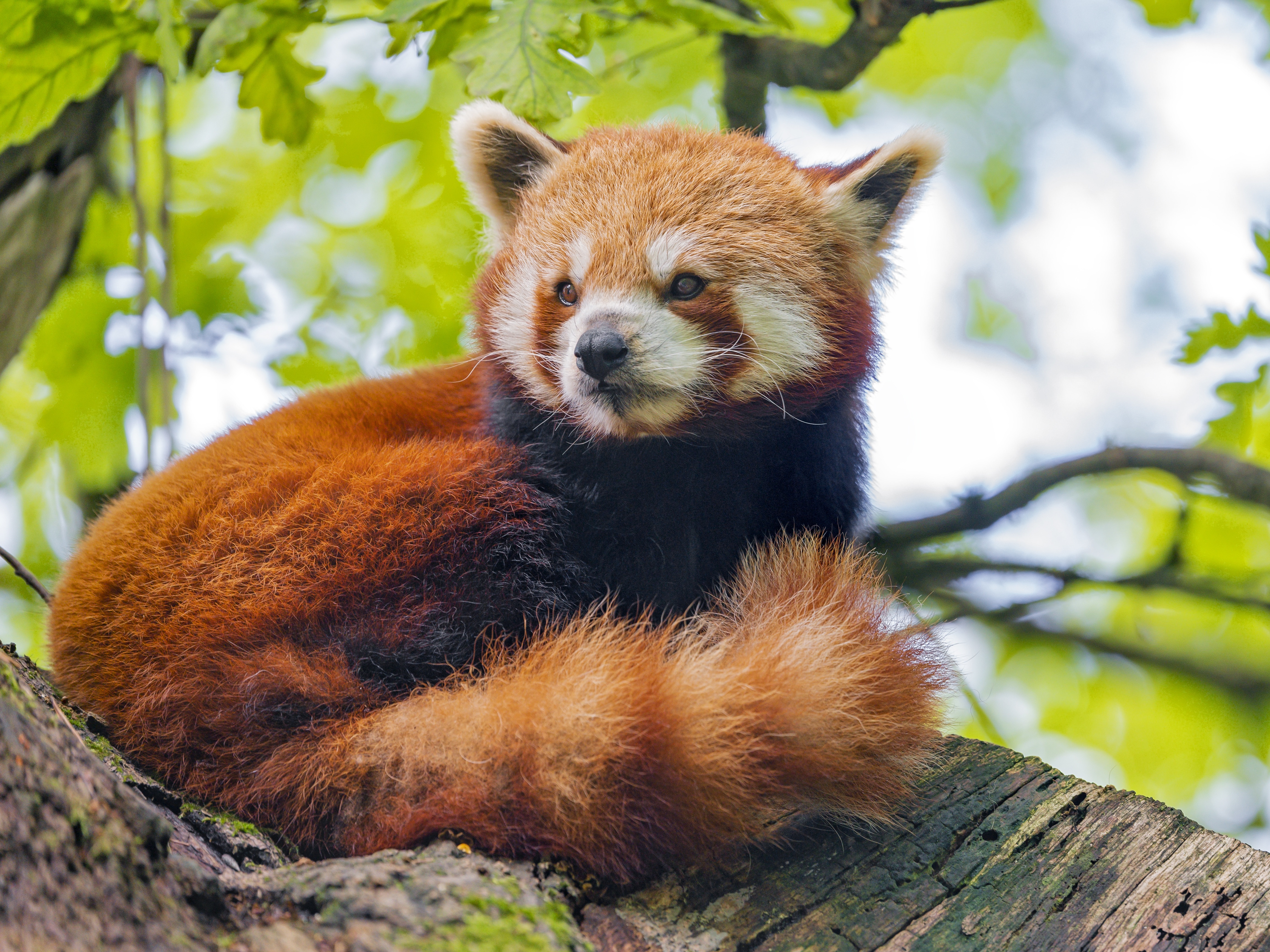 Red Panda Wildlife 4631x3473