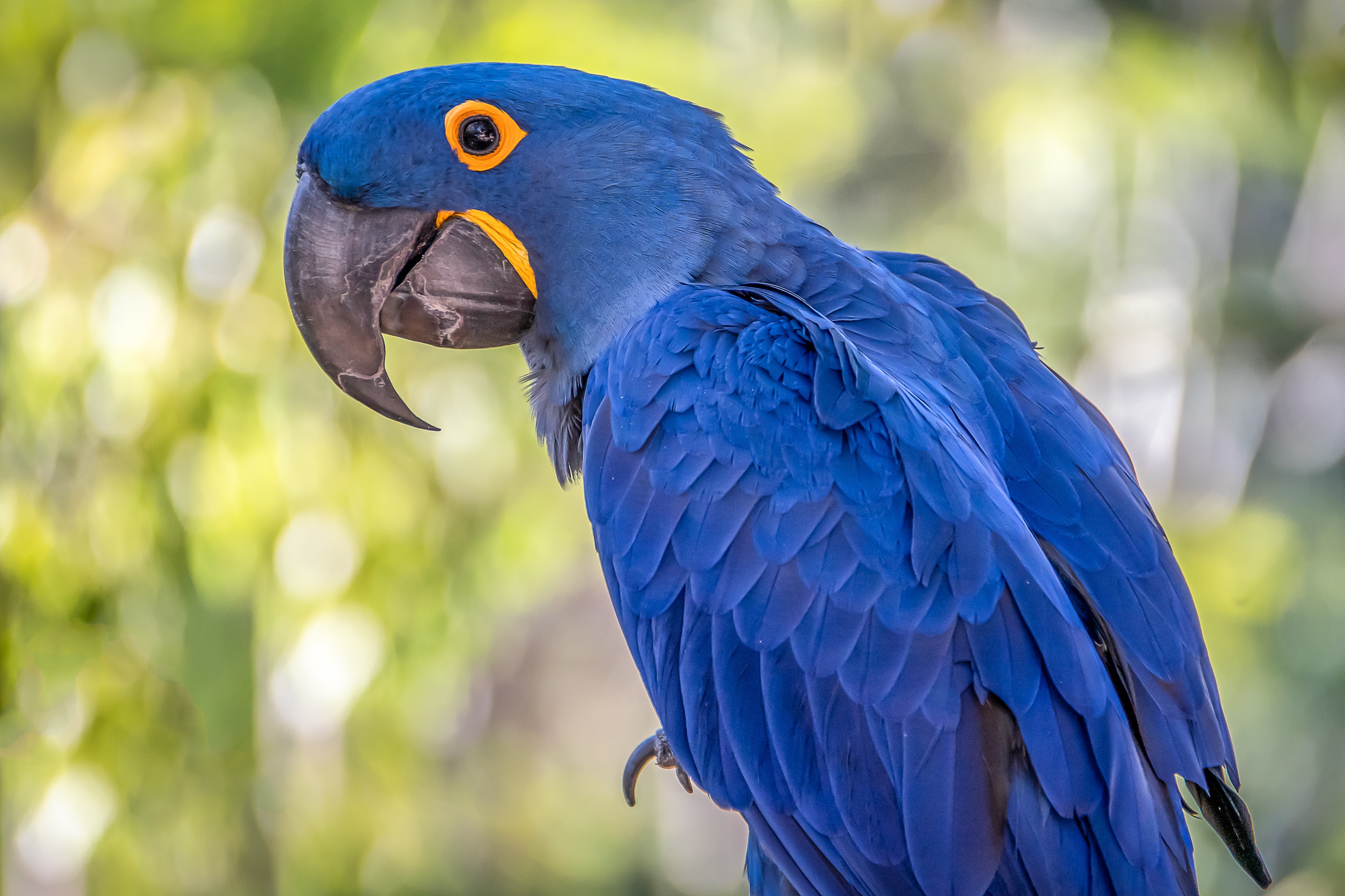 Bird Bokeh Hyacinth Macaw Macaw Wildlife 3000x2000