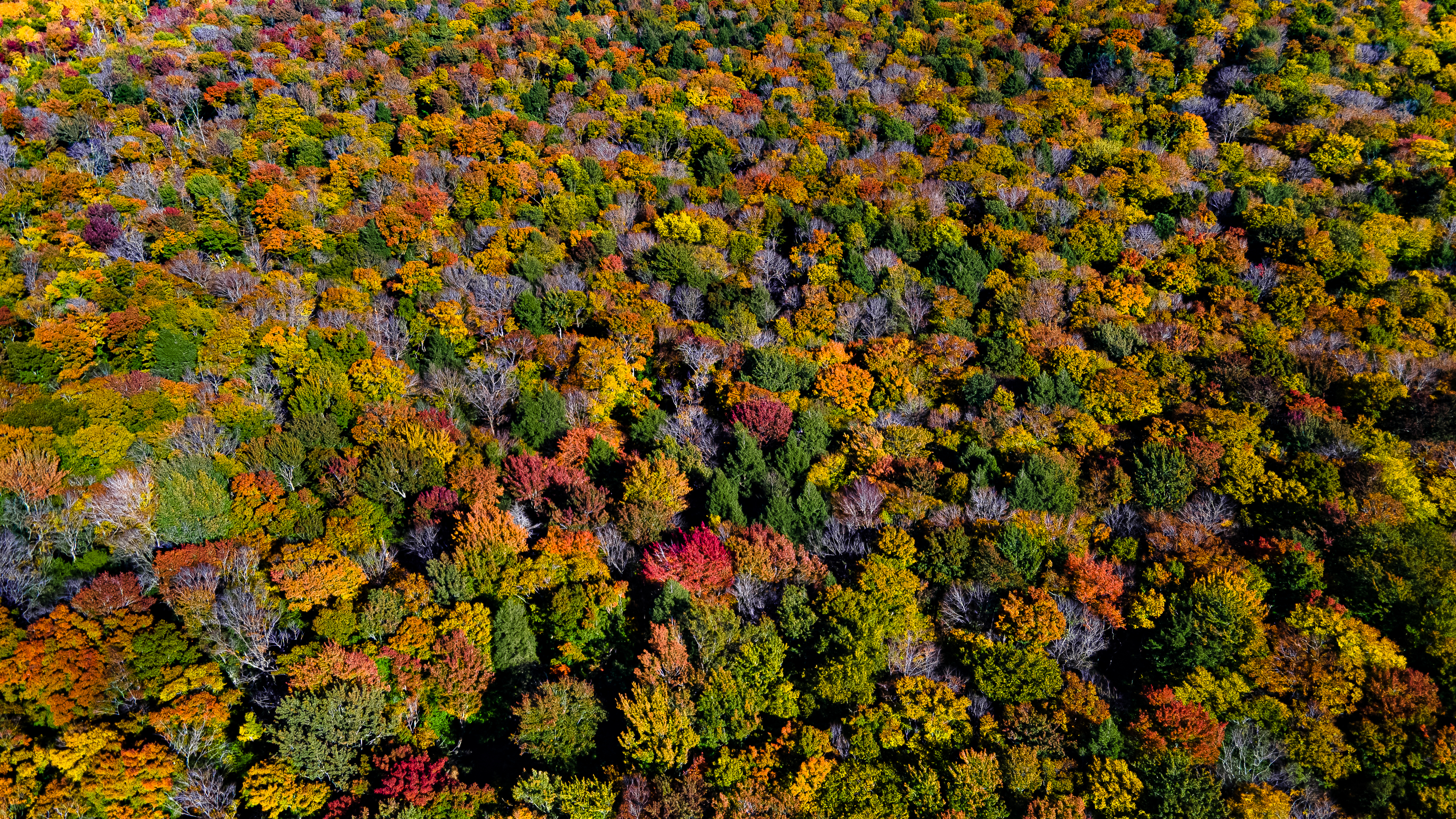 Nature Foliage Trees Drone Photo Photography 3985x2242