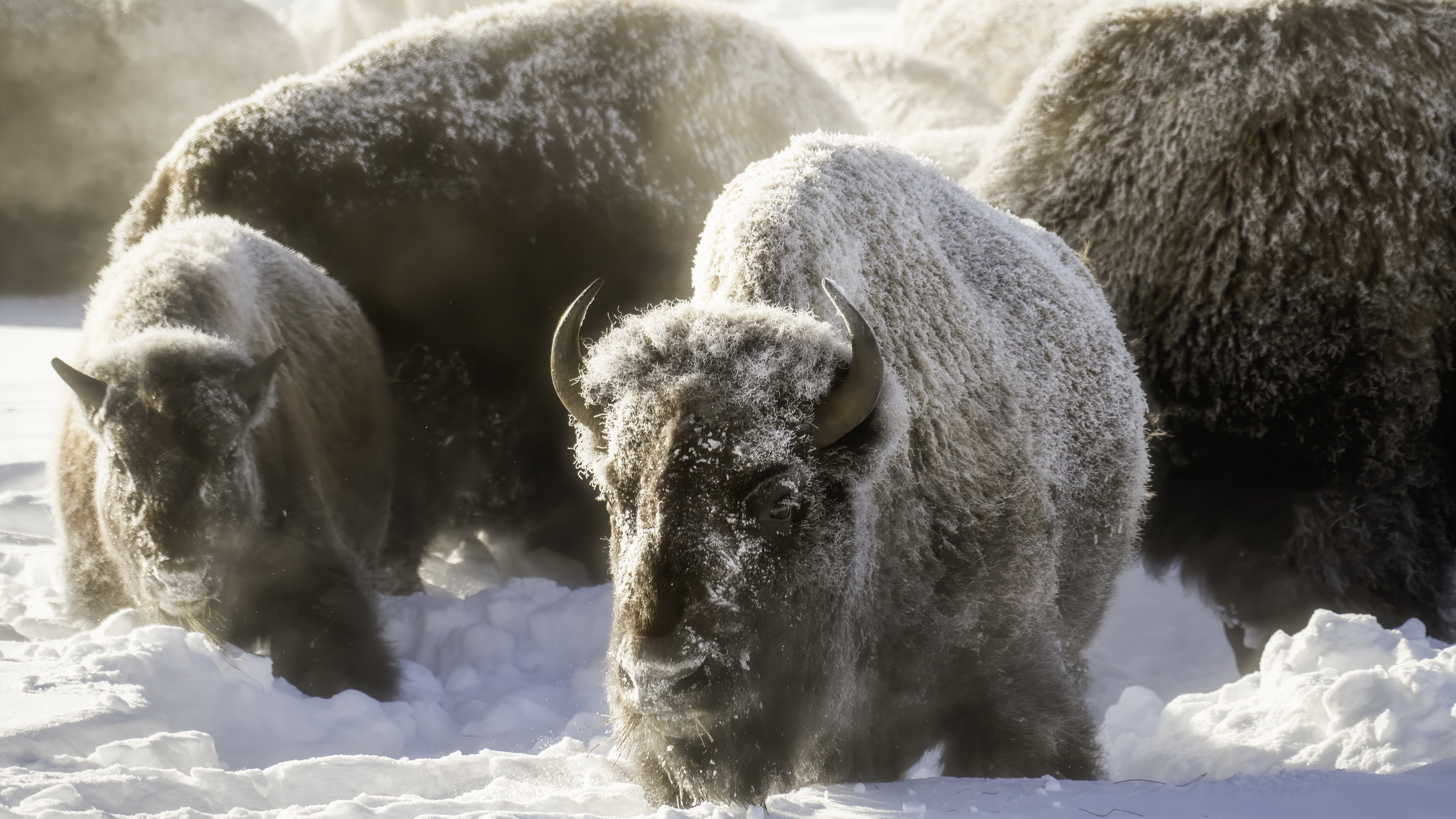 Buffalo Snow Wildlife 3840x2160