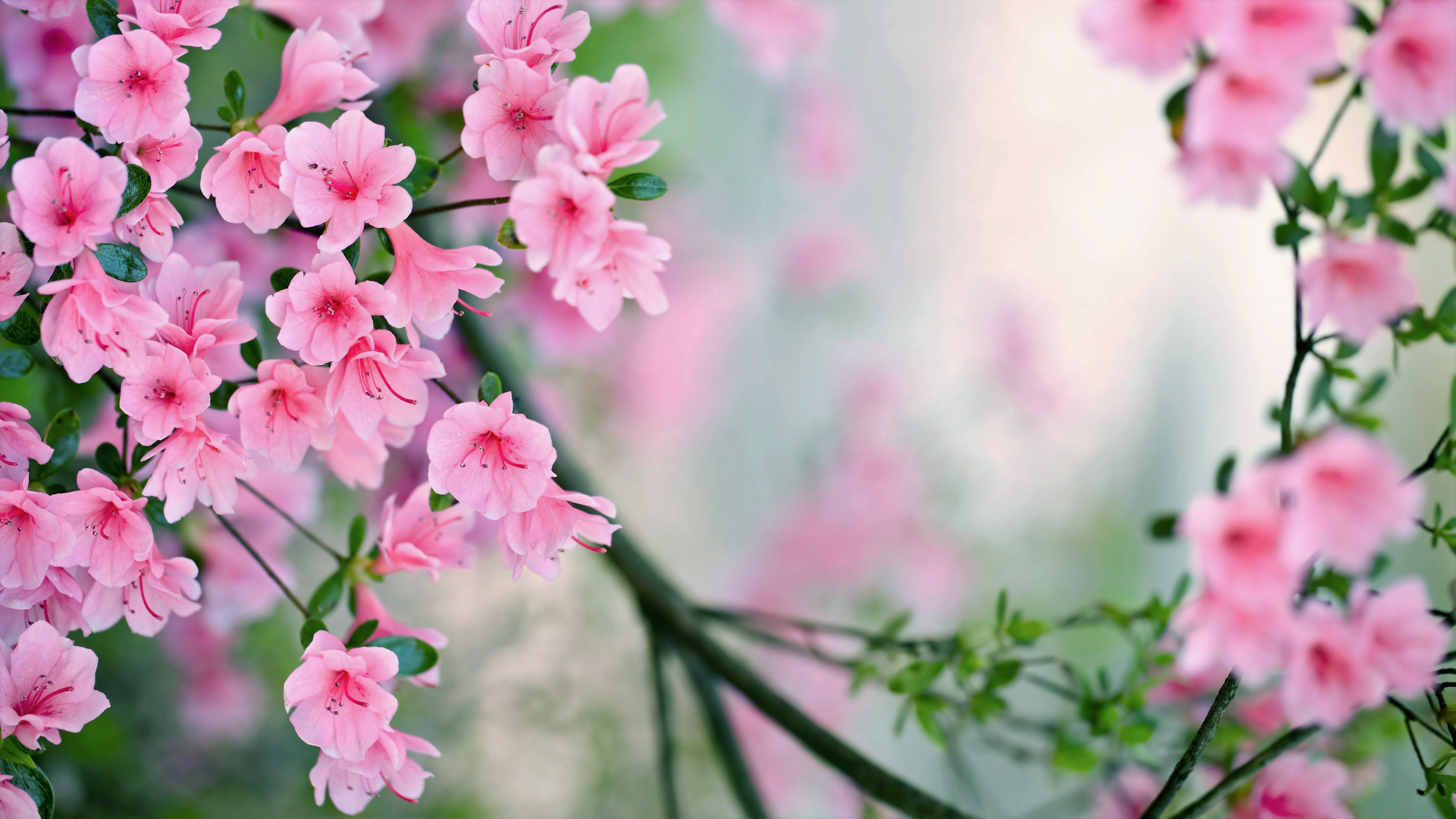 Blossom Branch Flower Pink Flower Spring Tree 5120x2880