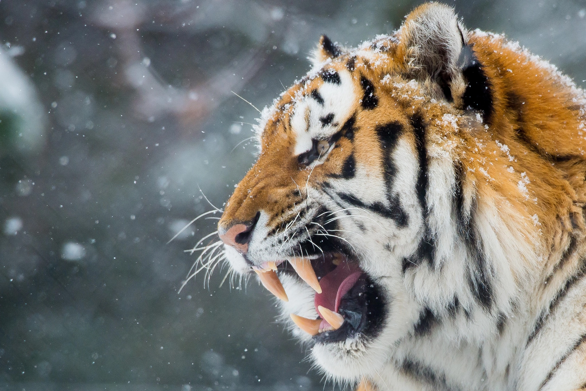 Big Cat Roar Snowfall Tiger Wildlife Predator Animal 2048x1366