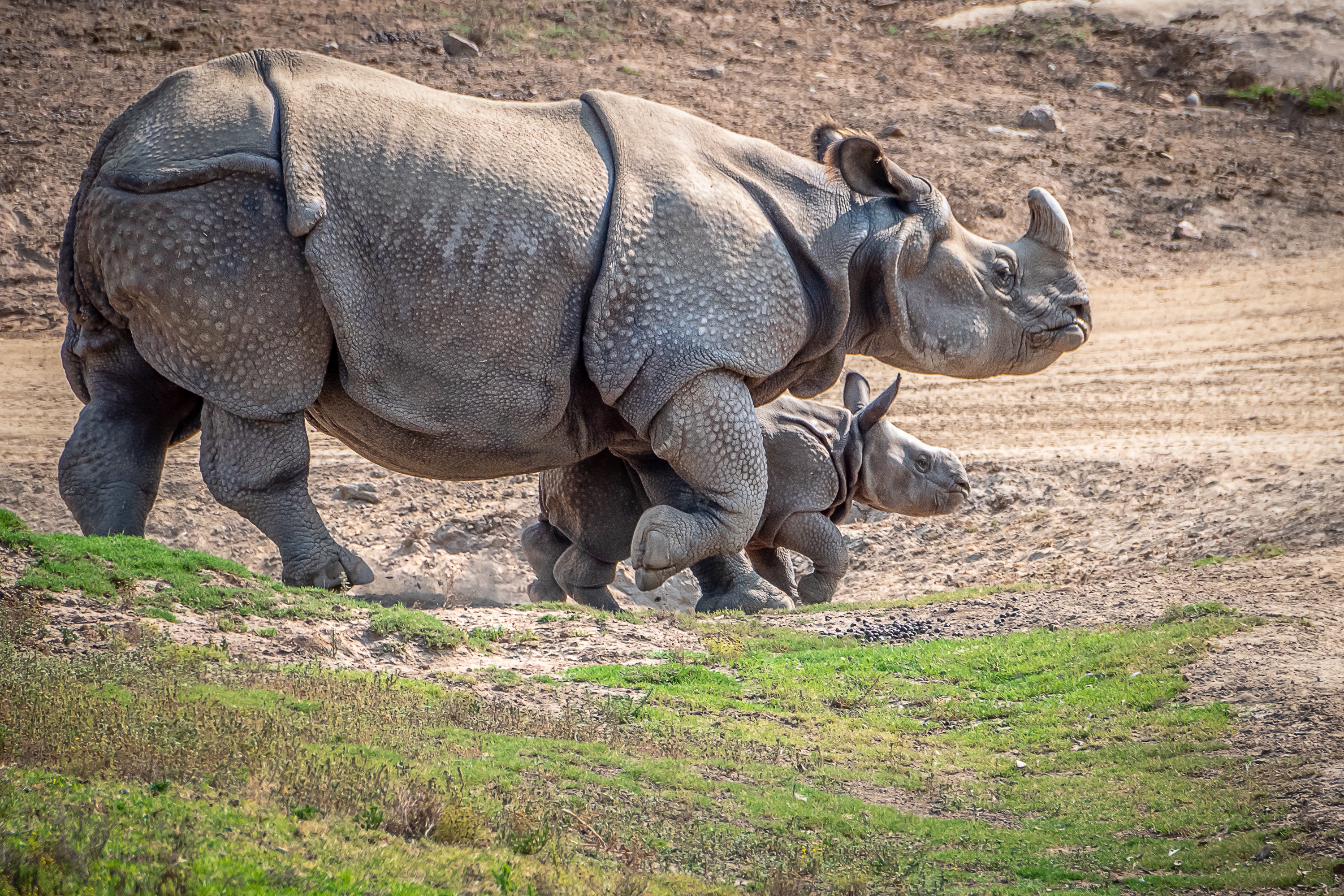 Baby Animal Rhino Wildlife 2999x1999