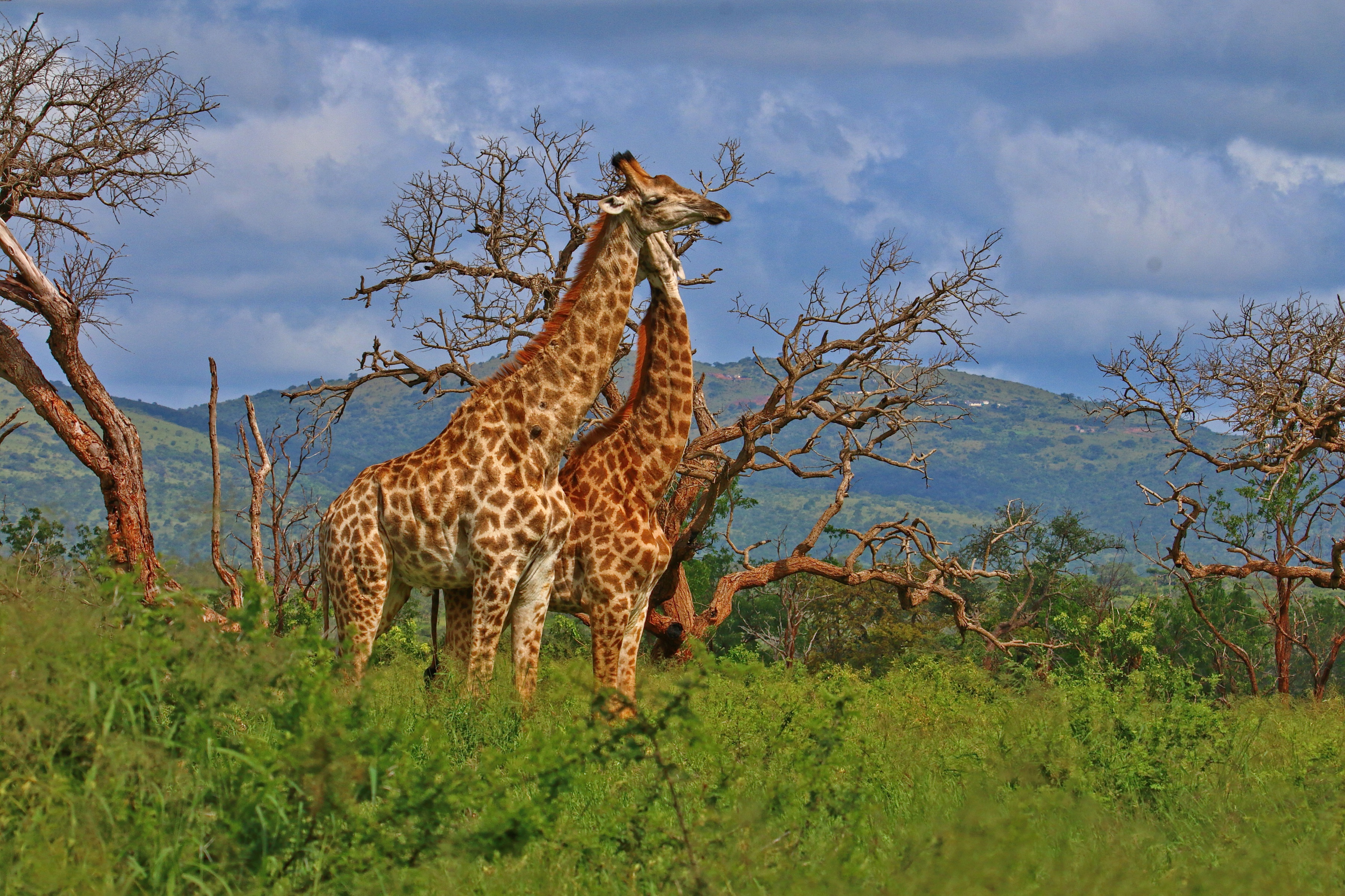 Giraffe Wildlife 3600x2400