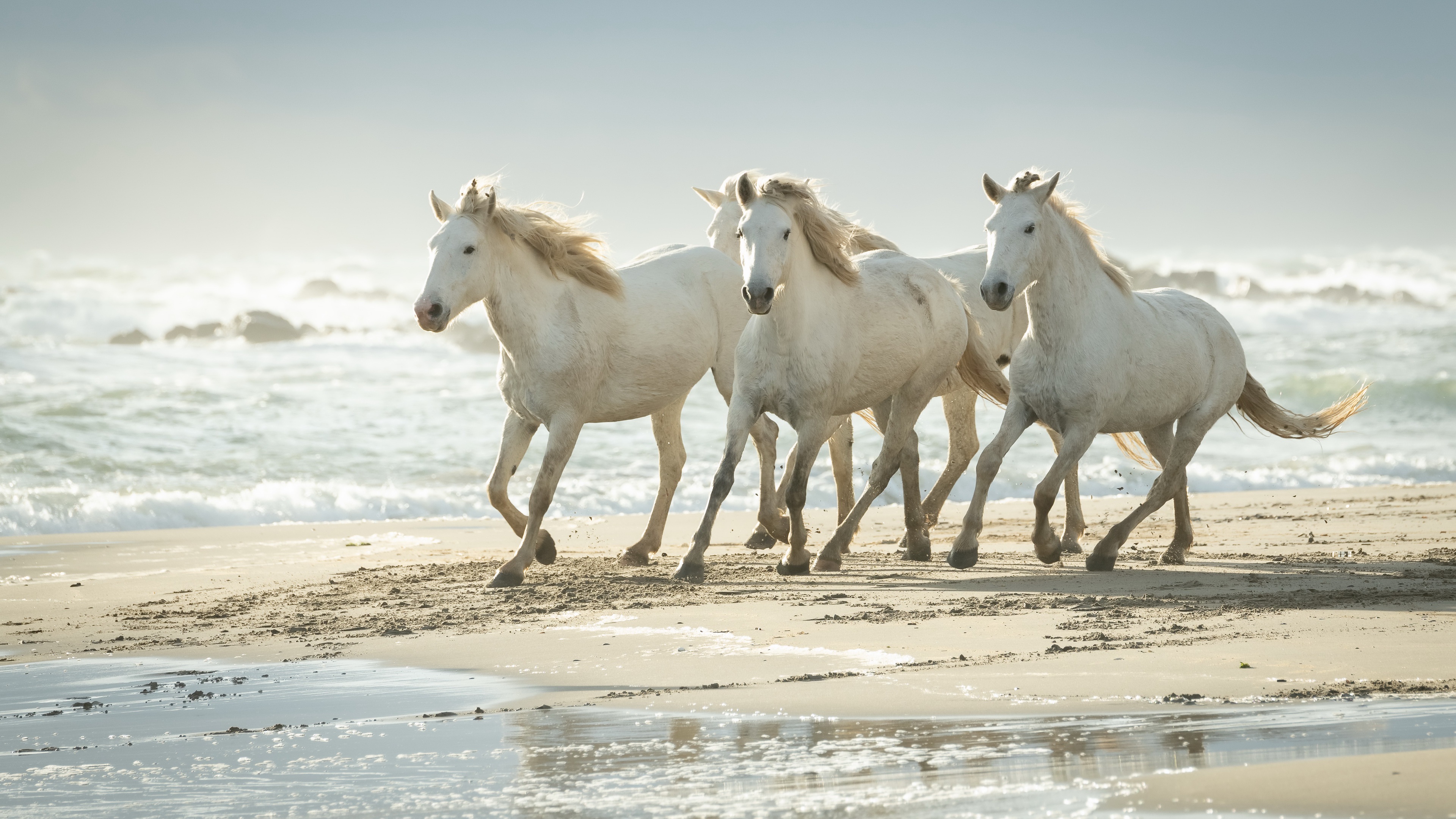 Beach Horse 3840x2160