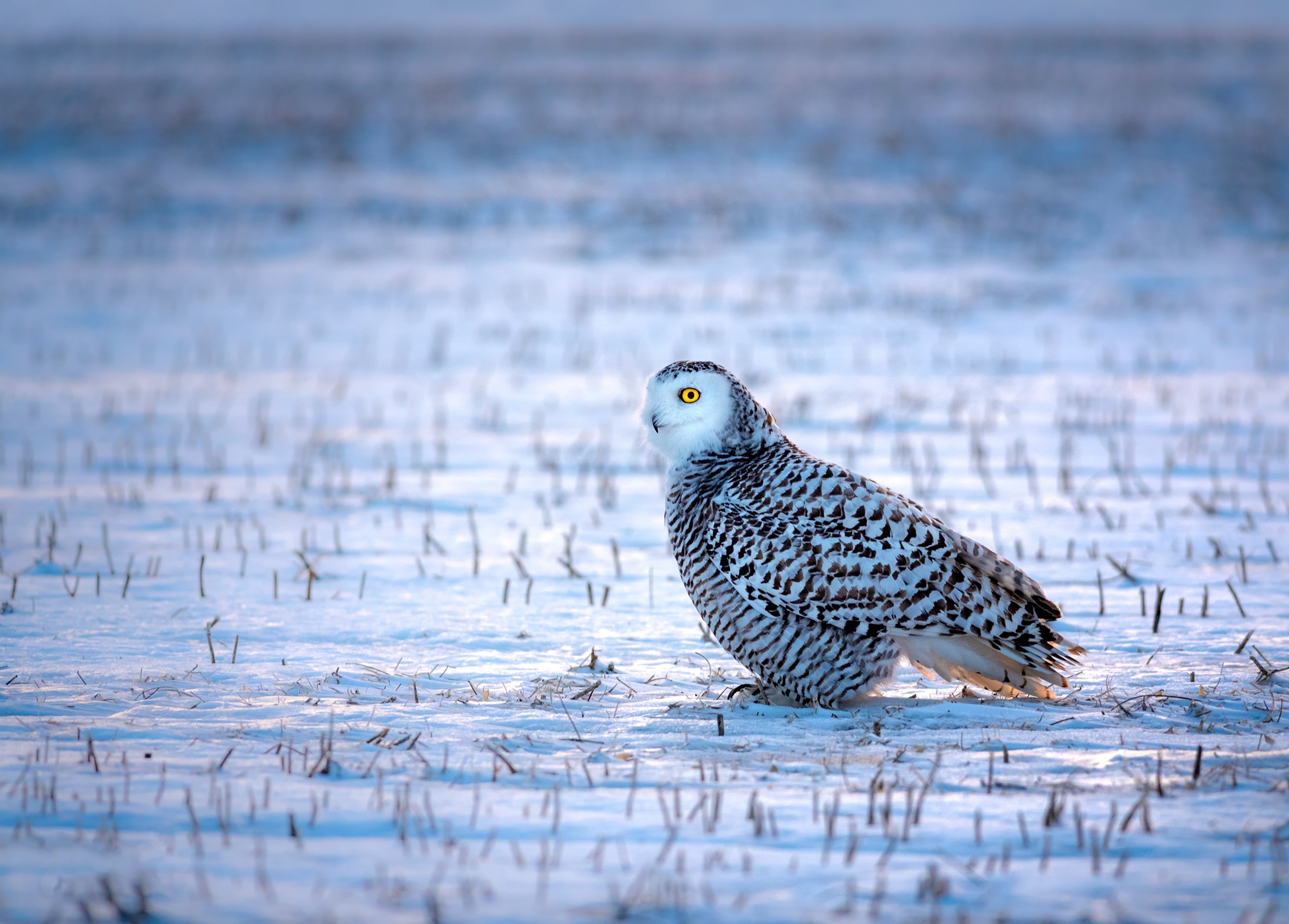 Bird Owl Snow Snowy Owl Wildlife Winter 2200x1578