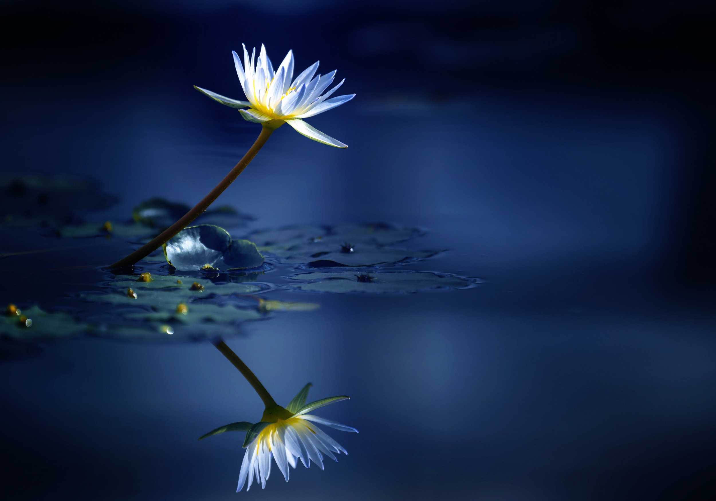 Flower Nature Reflection Water Water Lily White Flower 2500x1750