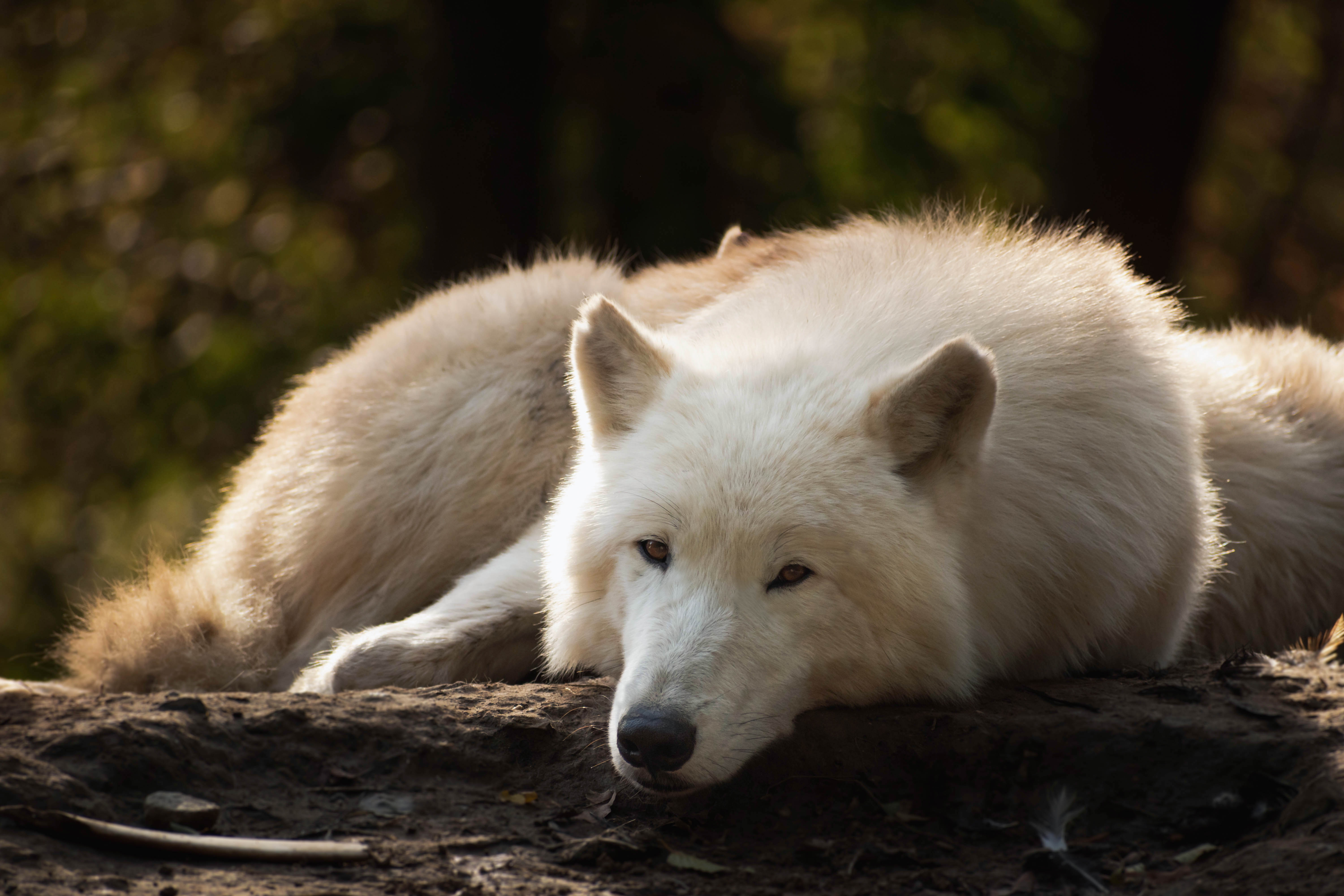 Arctic Wolf White Wolf Wildlife Wolf 6000x4000