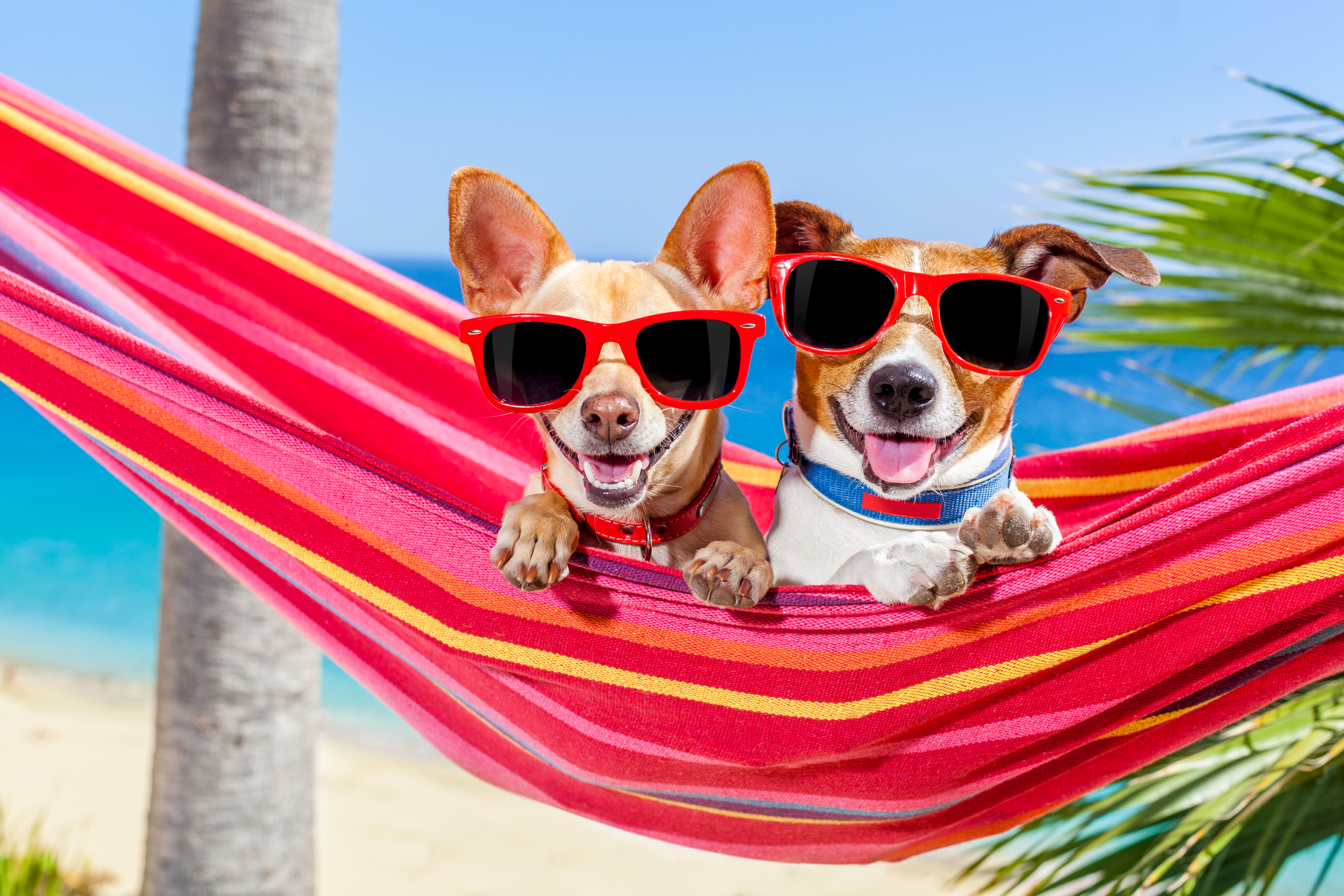 Chihuahua Dog Hammock Jack Russell Terrier Pet Sunglasses 5616x3744