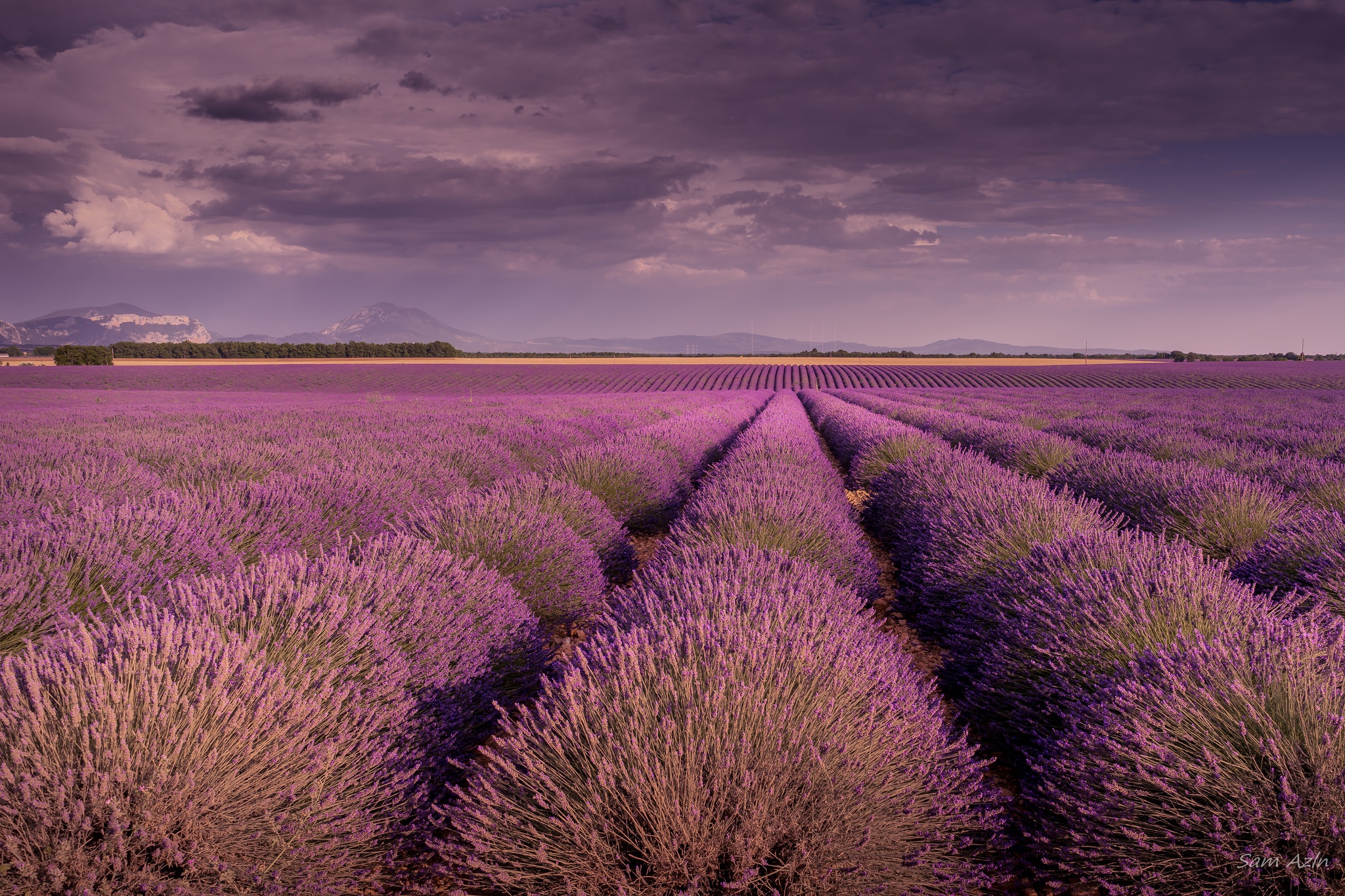 Field Landscape Lavender Nature Purple Flower Summer 2048x1365