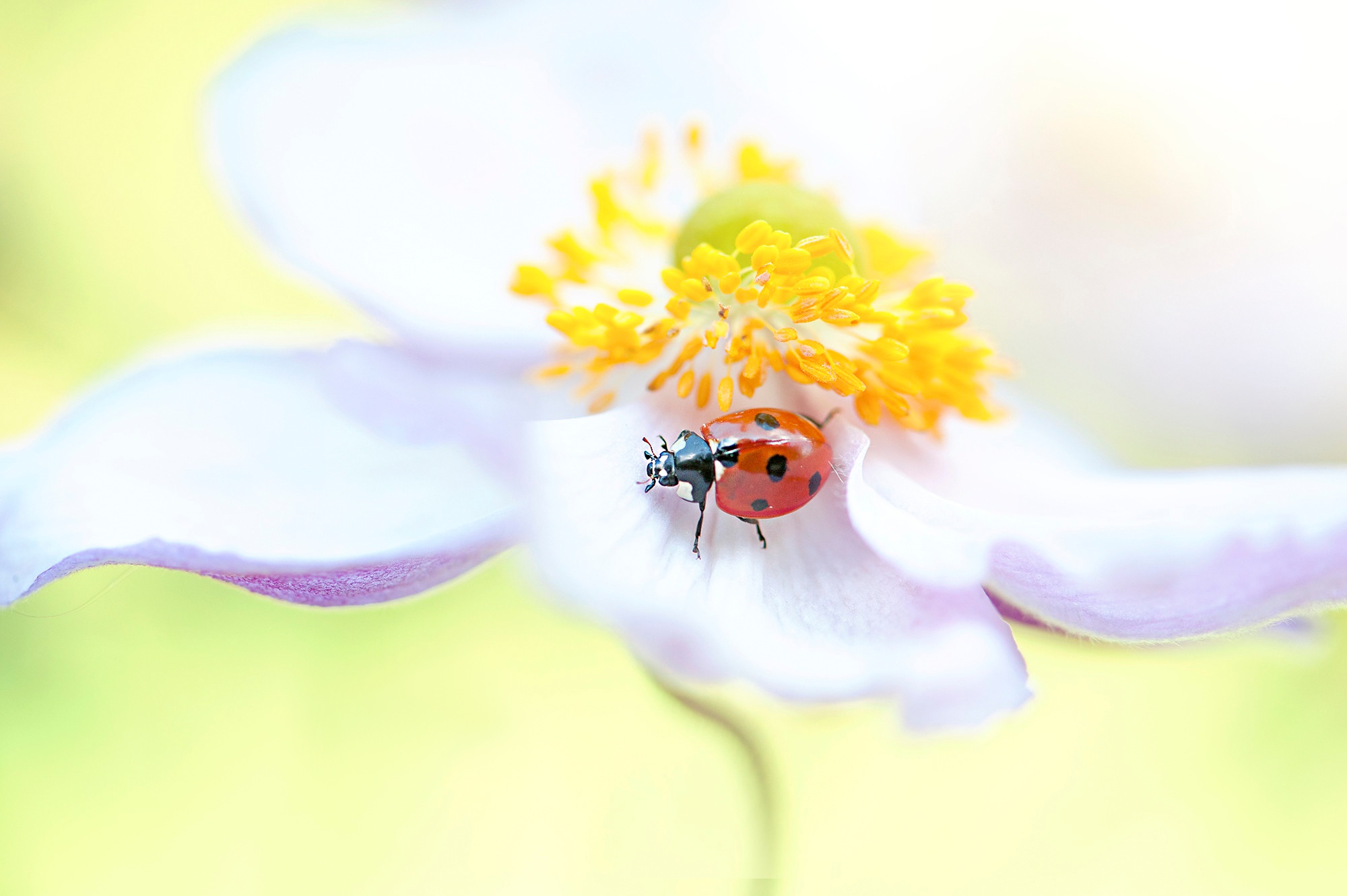 Flower Insect Ladybug Macro 2000x1331