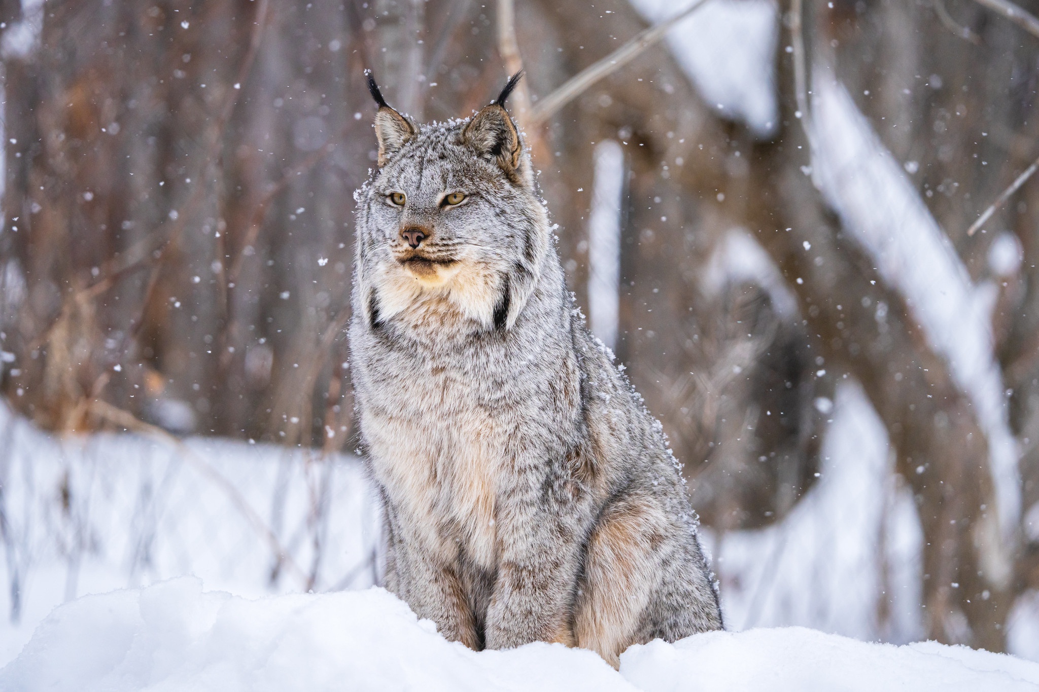 Depth Of Field Lynx Snow Wildlife Winter Predator Animal 2048x1365