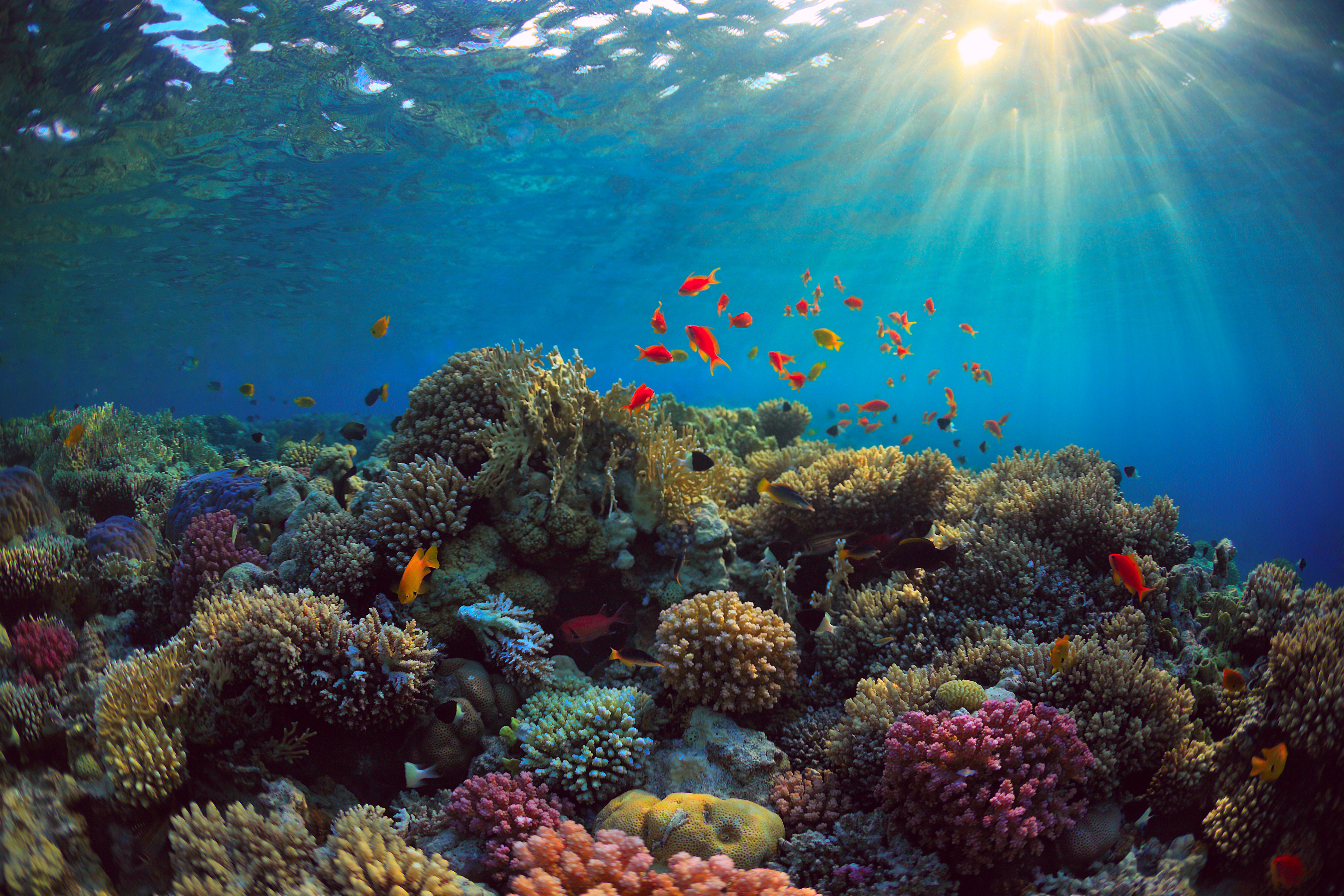 Coral Fish Sunbeam Underwater 4200x2800