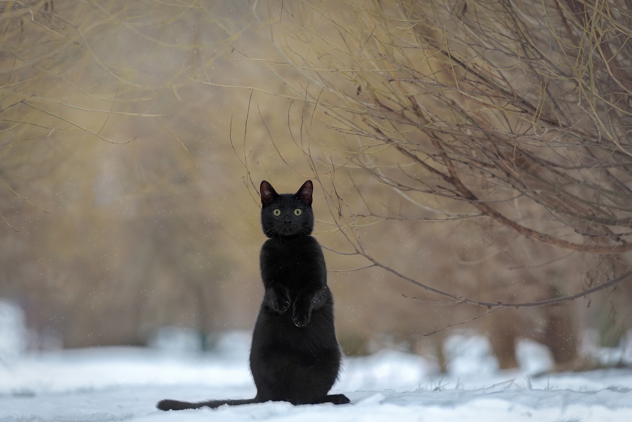 Animals Cats Mammals Outdoors Black Cats Snow Winter Nature 2500x1668