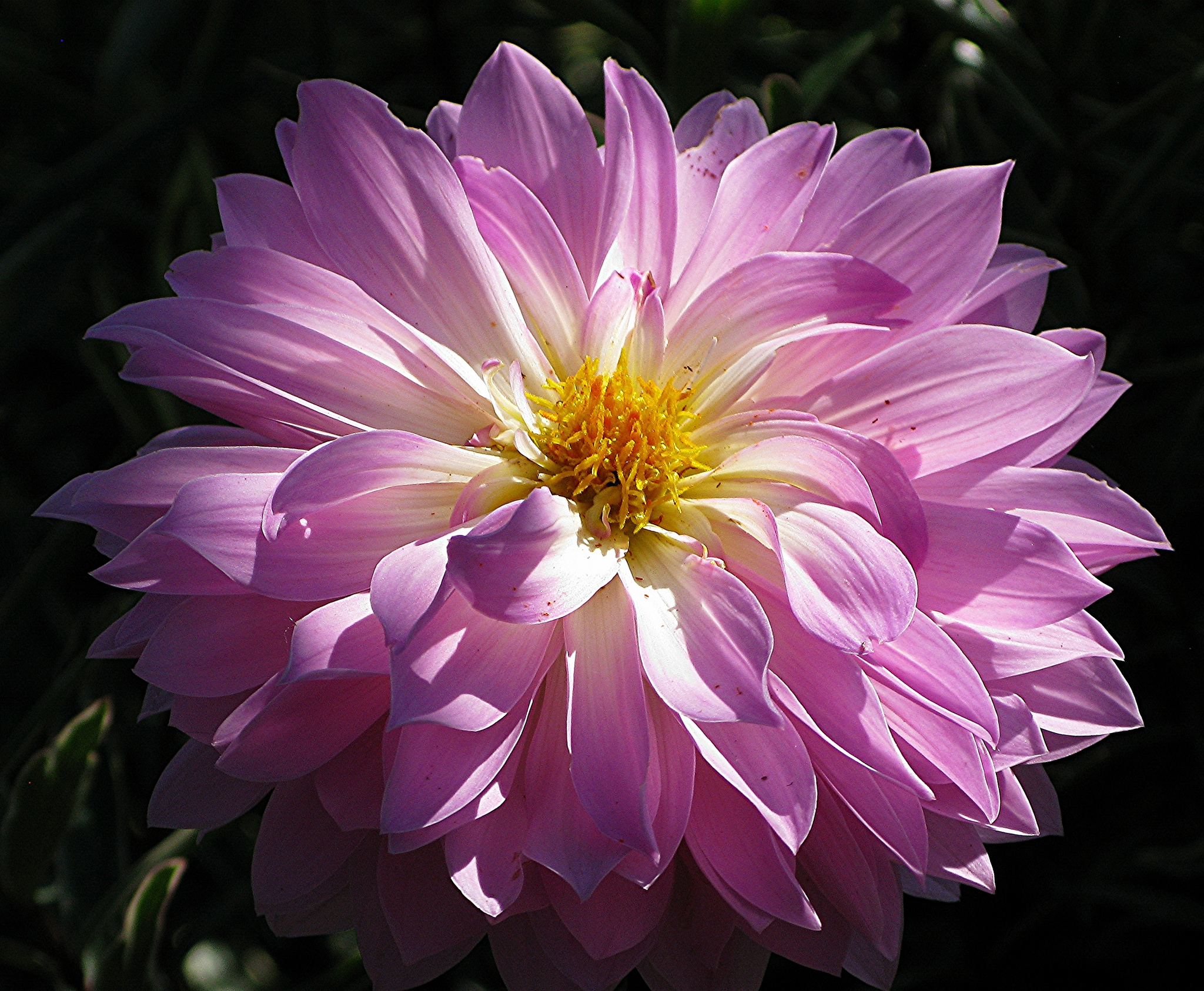 Dahlia Earth Flower Pink Flower 2048x1686