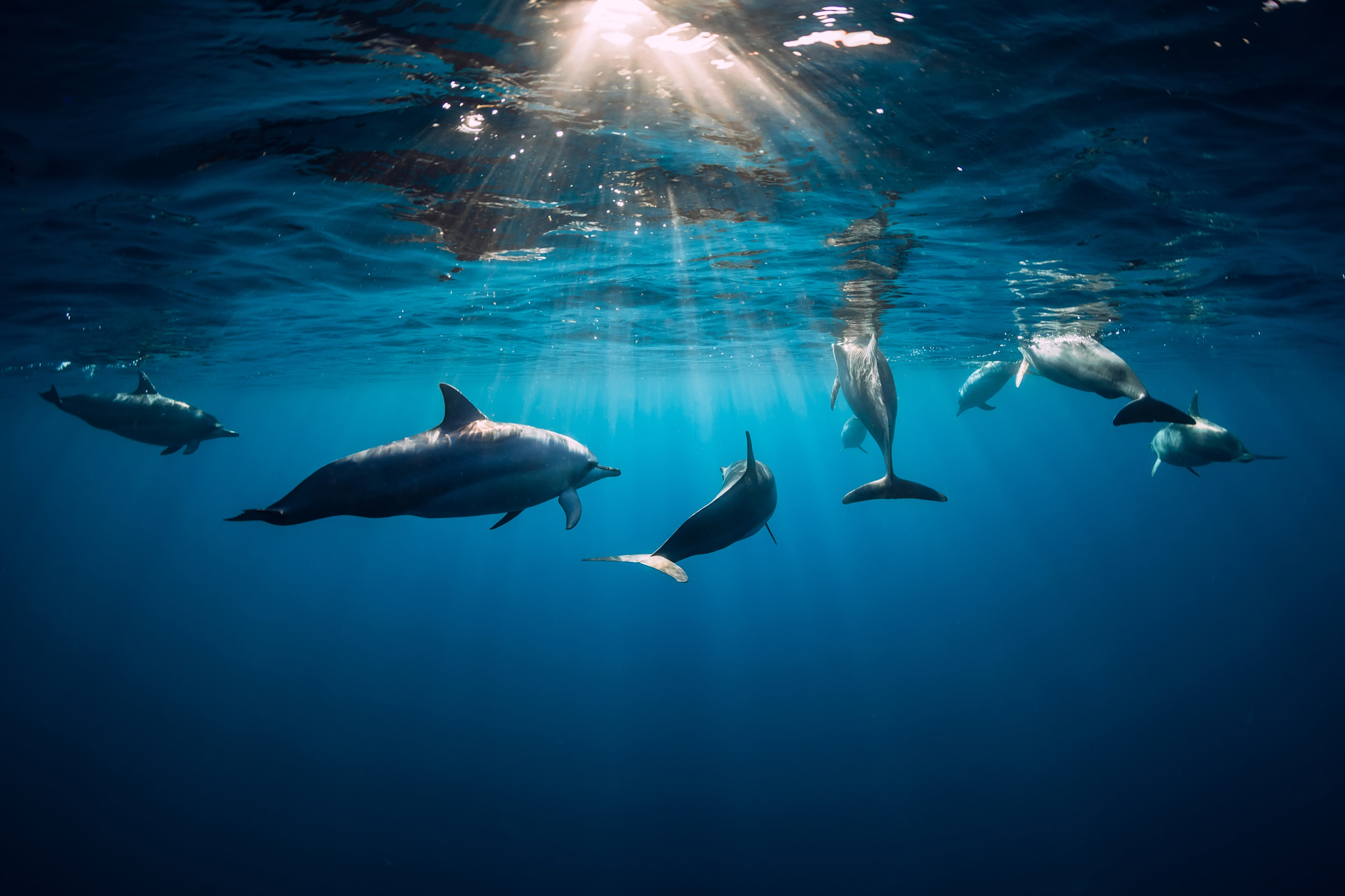 Sea Underwater Animals Mammals Dolphin 2048x1366