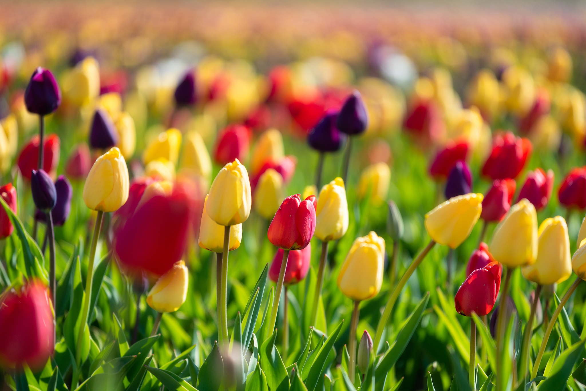 Colorful Spring Flowers Plants Tulips 2048x1367