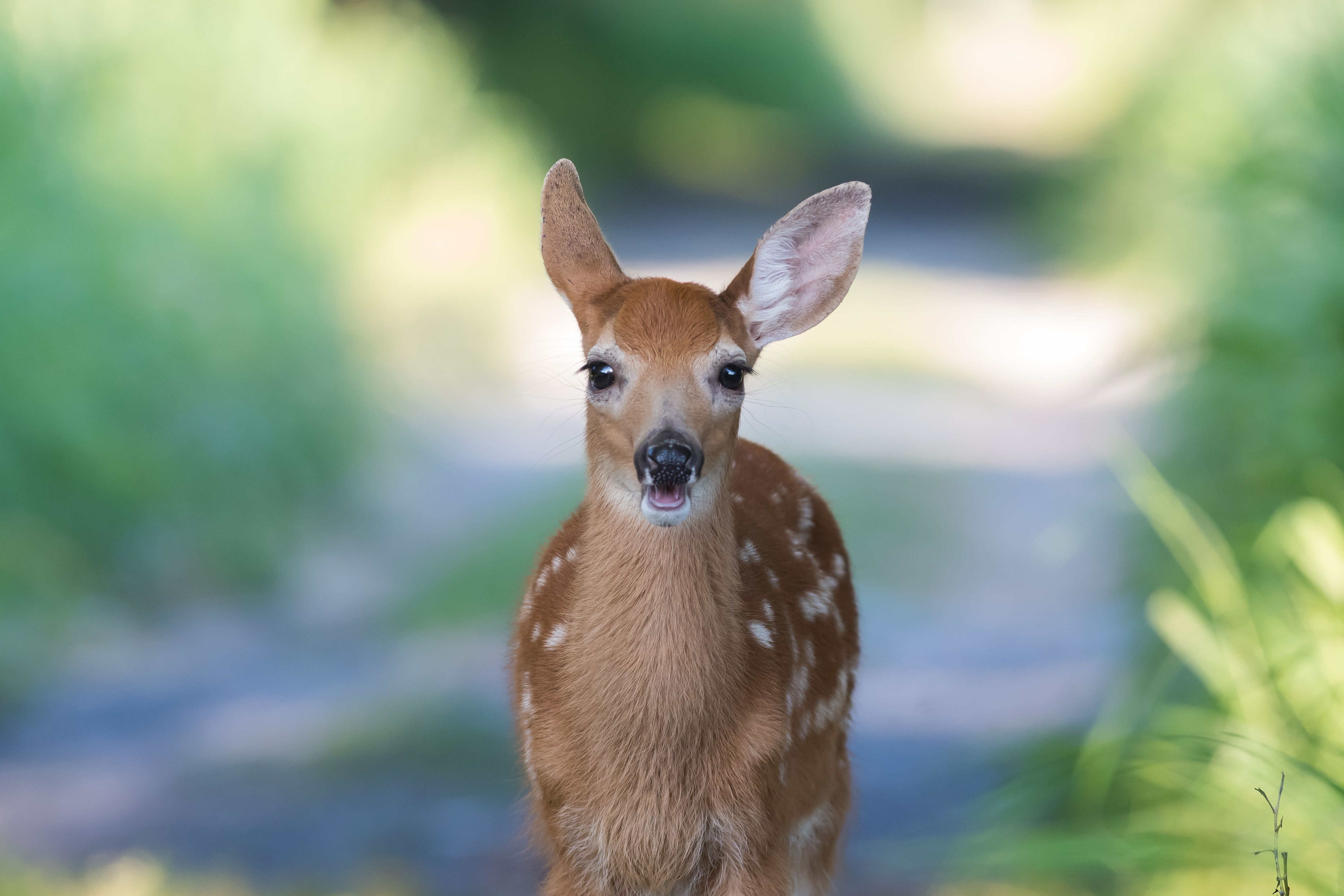 Baby Animal Deer Fawn Wildlife 5069x3379