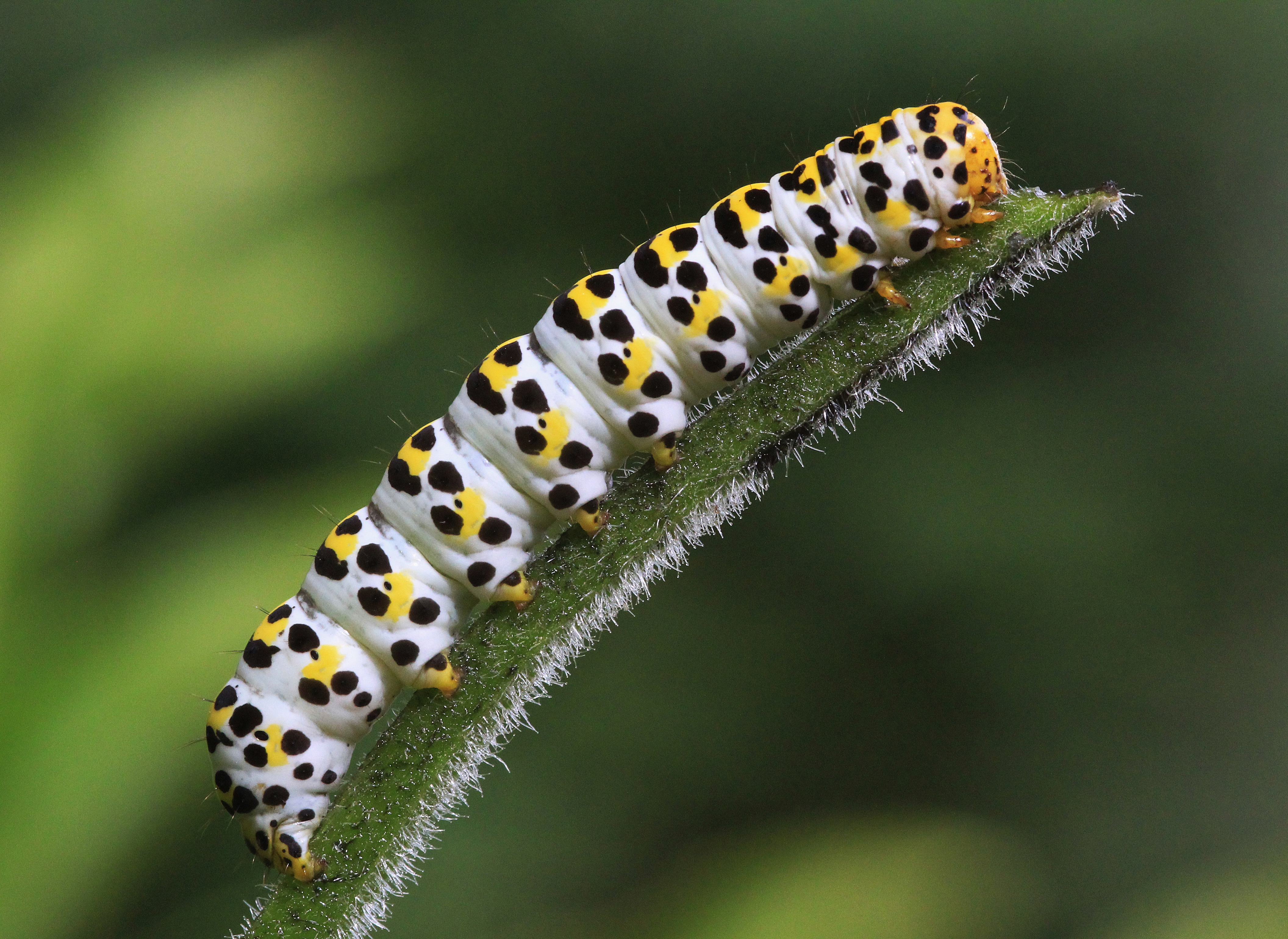 Animal Caterpillar 4224x3080