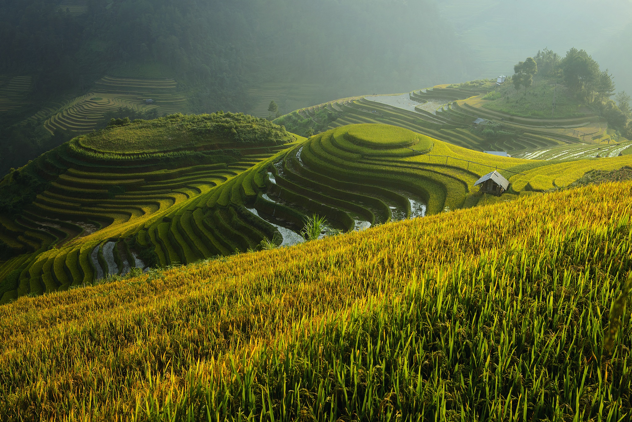 Rice Terrace 2048x1367