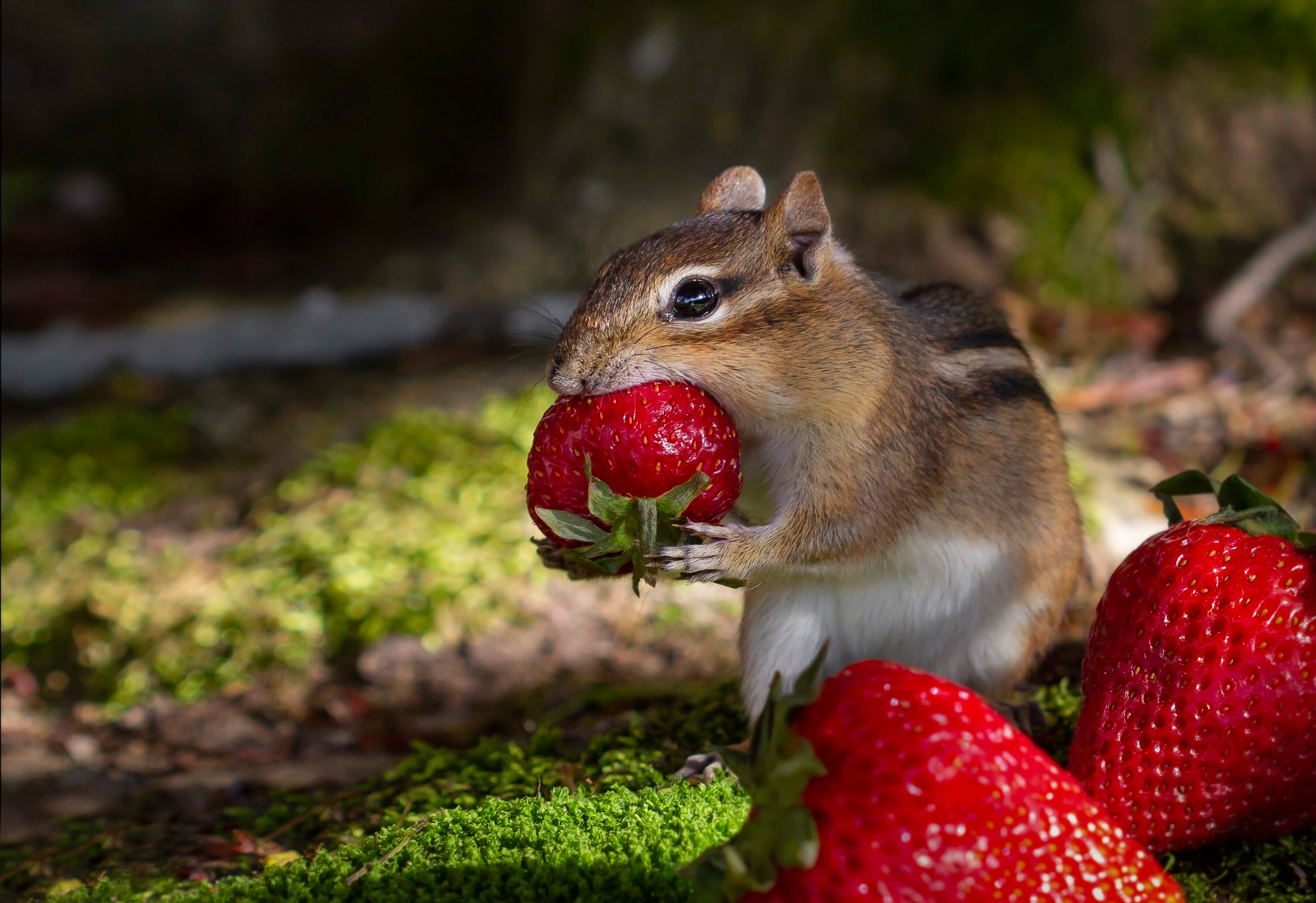 Berry Chipmunk Rodent Strawberry Wildlife 2000x1373