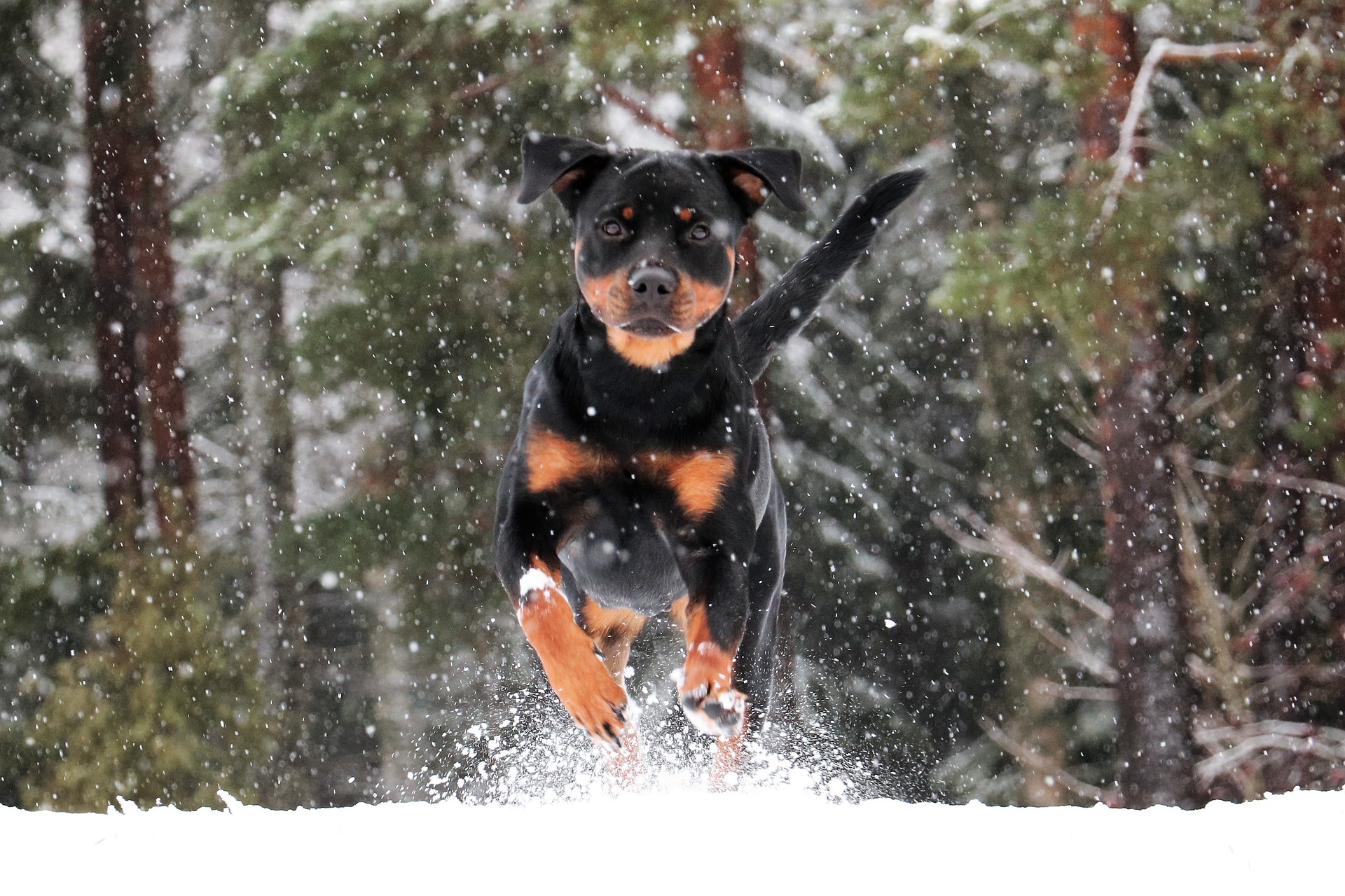 Rottweiler Running Snow 1920x1279