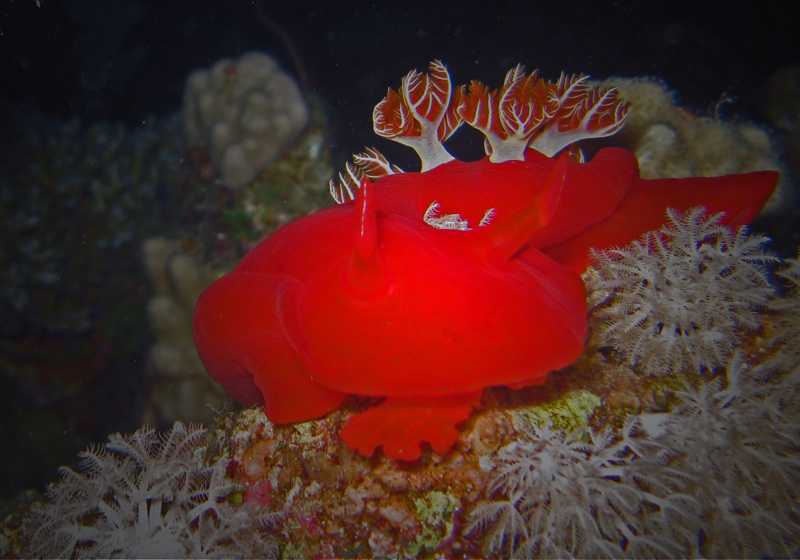 Nudibranch Sea Slug 1600x1120