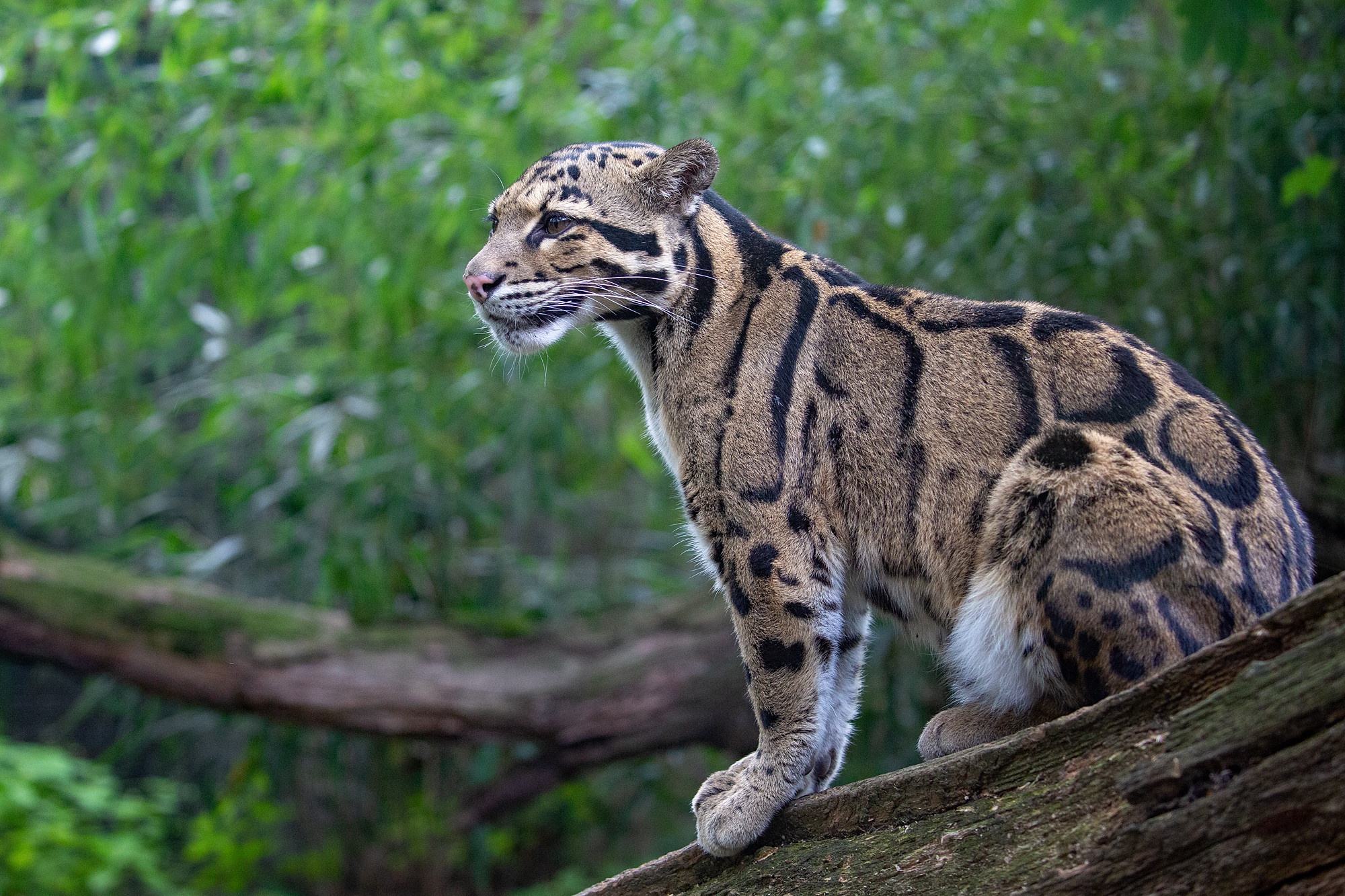 Big Cat Clouded Leopard Wildlife Predator Animal 2000x1333