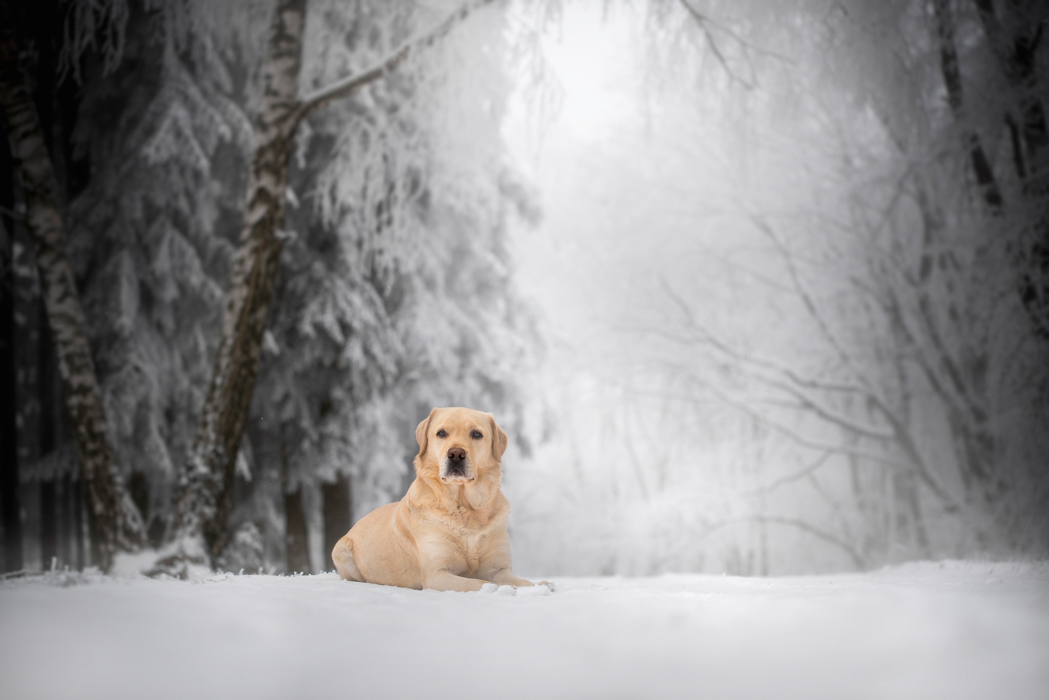 Depth Of Field Dog Golden Retriever Pet Snow Winter 2048x1367