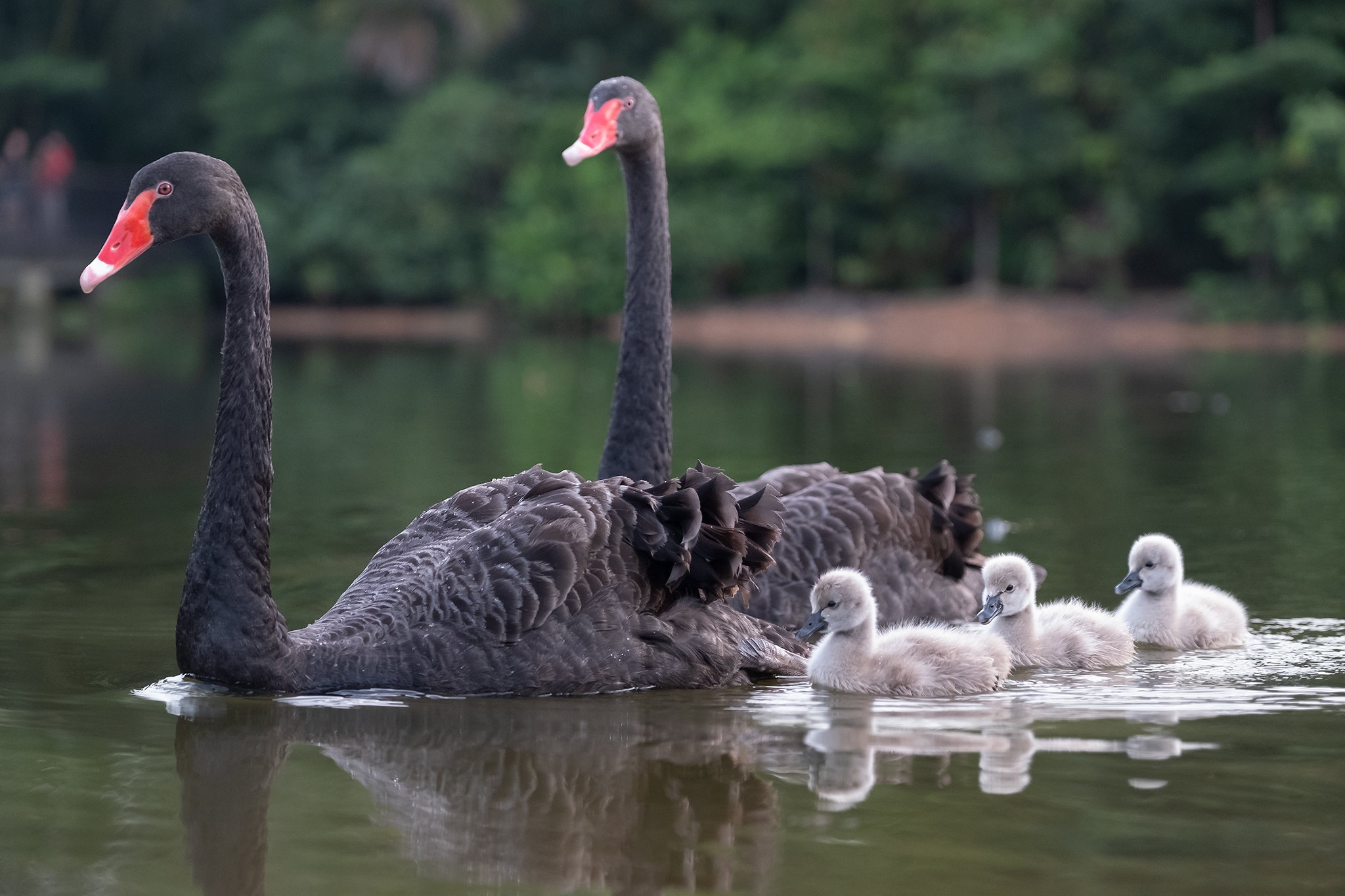 Baby Animal Bird Black Swan Cygnet 2048x1365