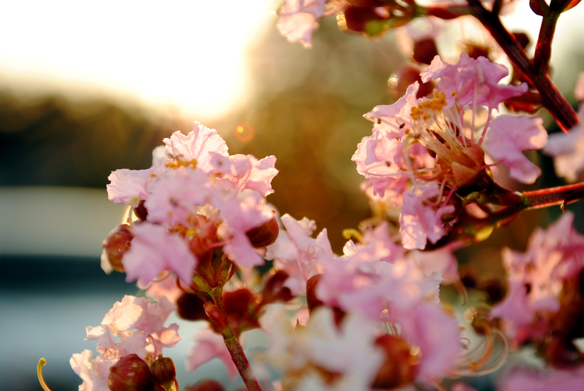 Cherry Blossom Flower Pastel Sakura Spring 1936x1296