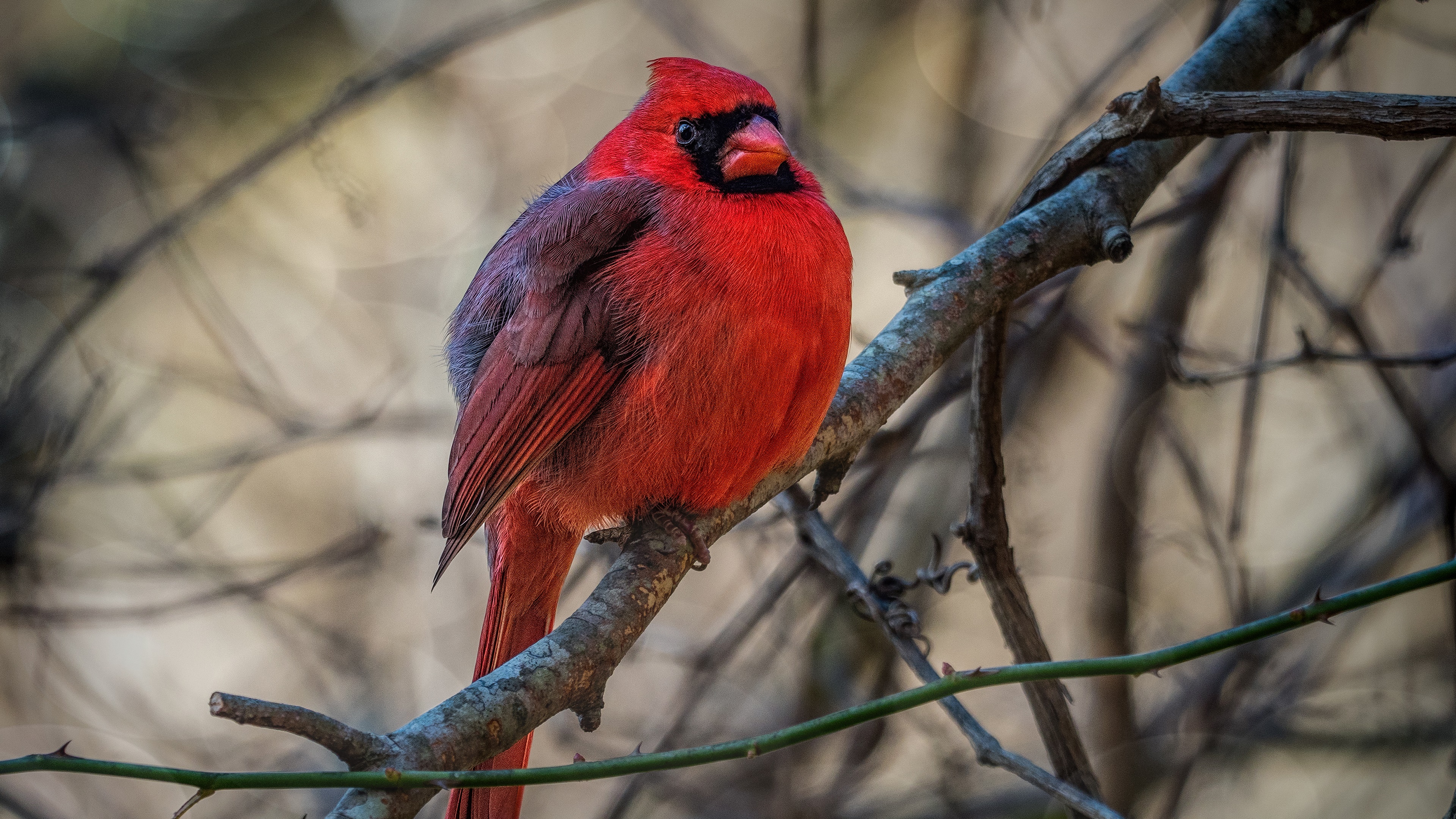 Animal Bird Cardinal 3840x2160