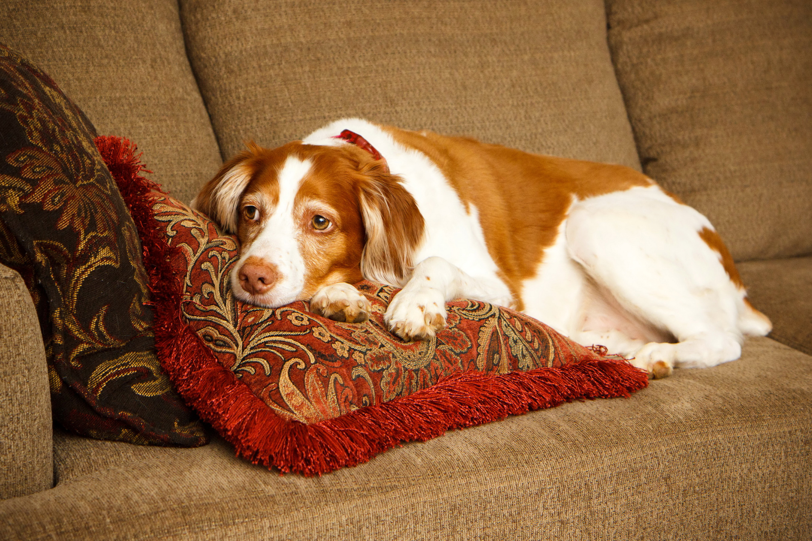 Couch Dog Resting Spaniel 2700x1800