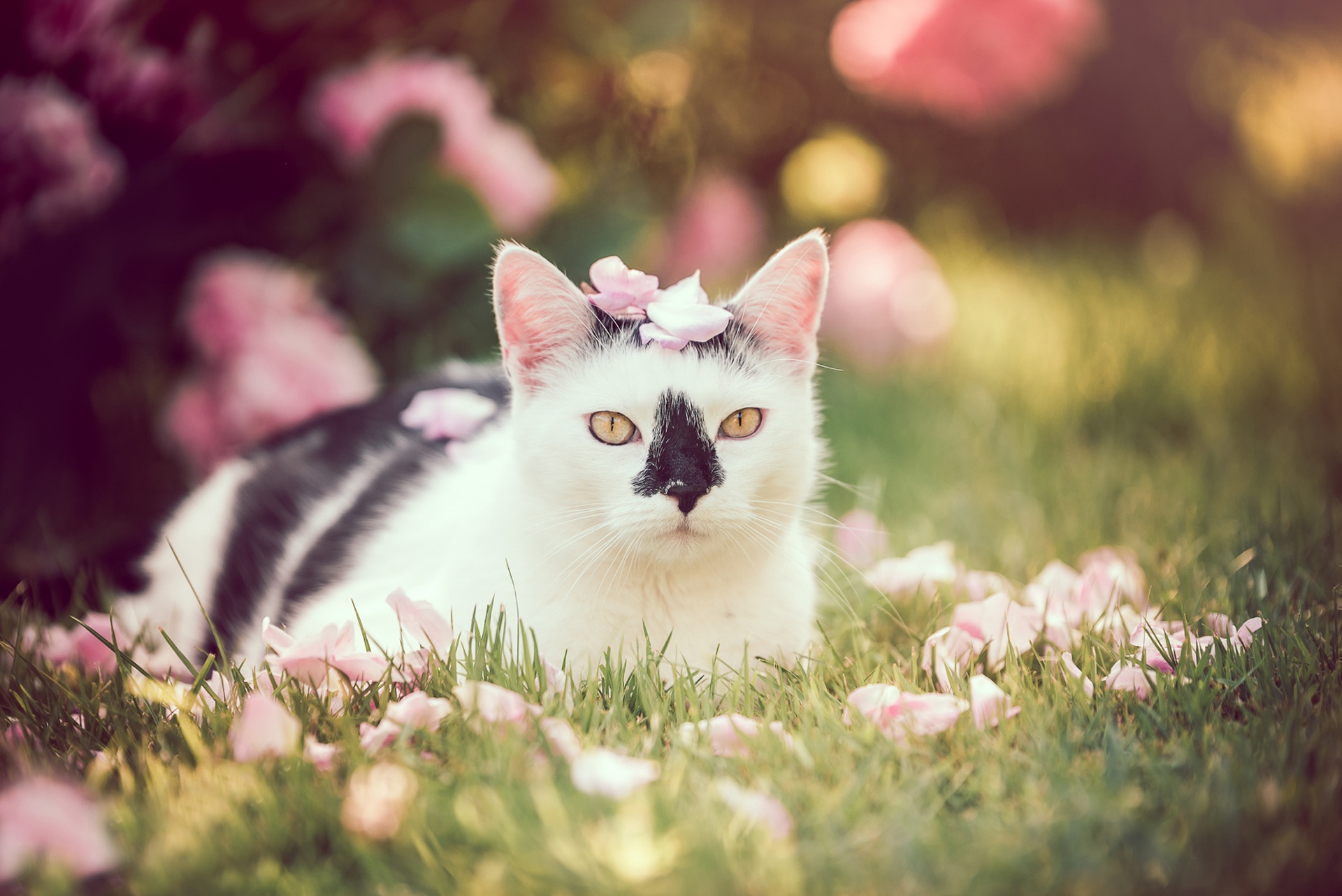 Cats Animals Mammals Colorful Outdoors Plants Grass Yellow Eyes Animal Eyes Leaves 1920x1282