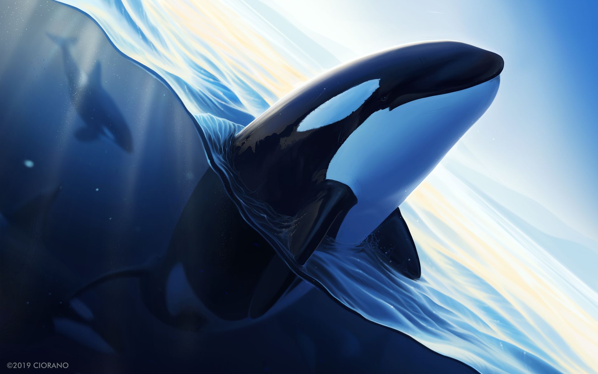 Animal Orca 1920x1200