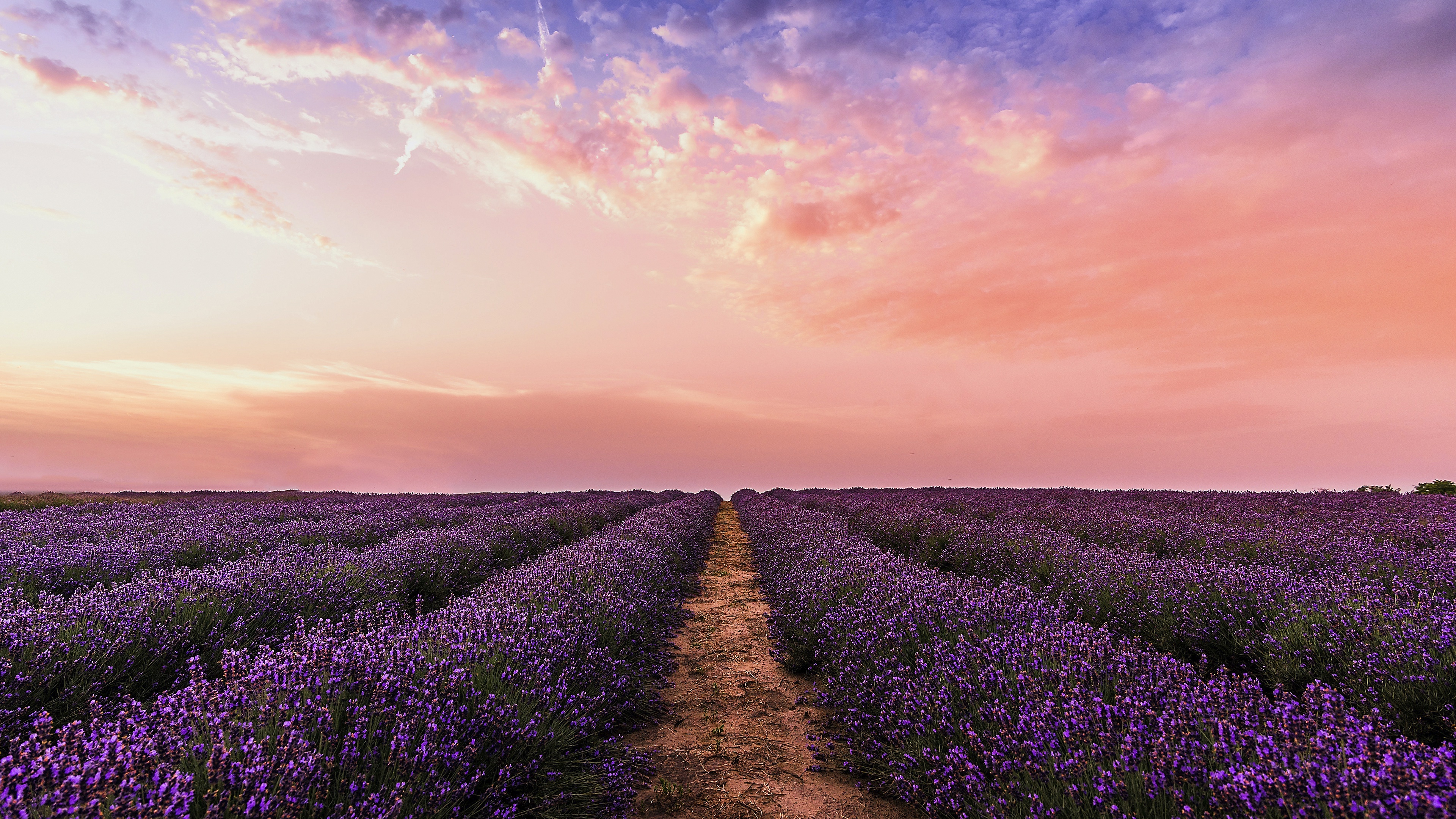 Flower Lavender Path Sky Sunset 3840x2160