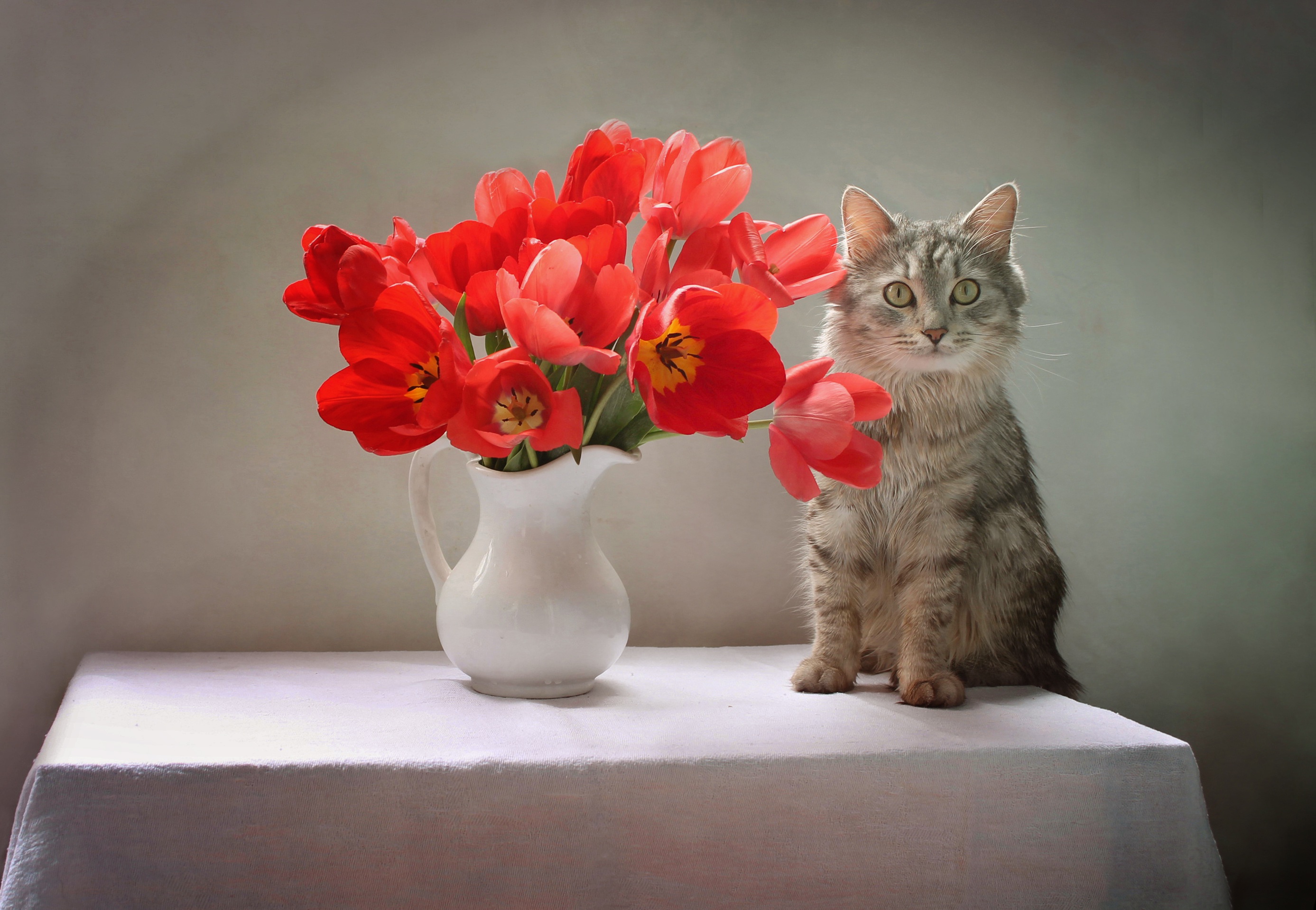 Cat Flower Pet Red Flower Tulip 2774x1919