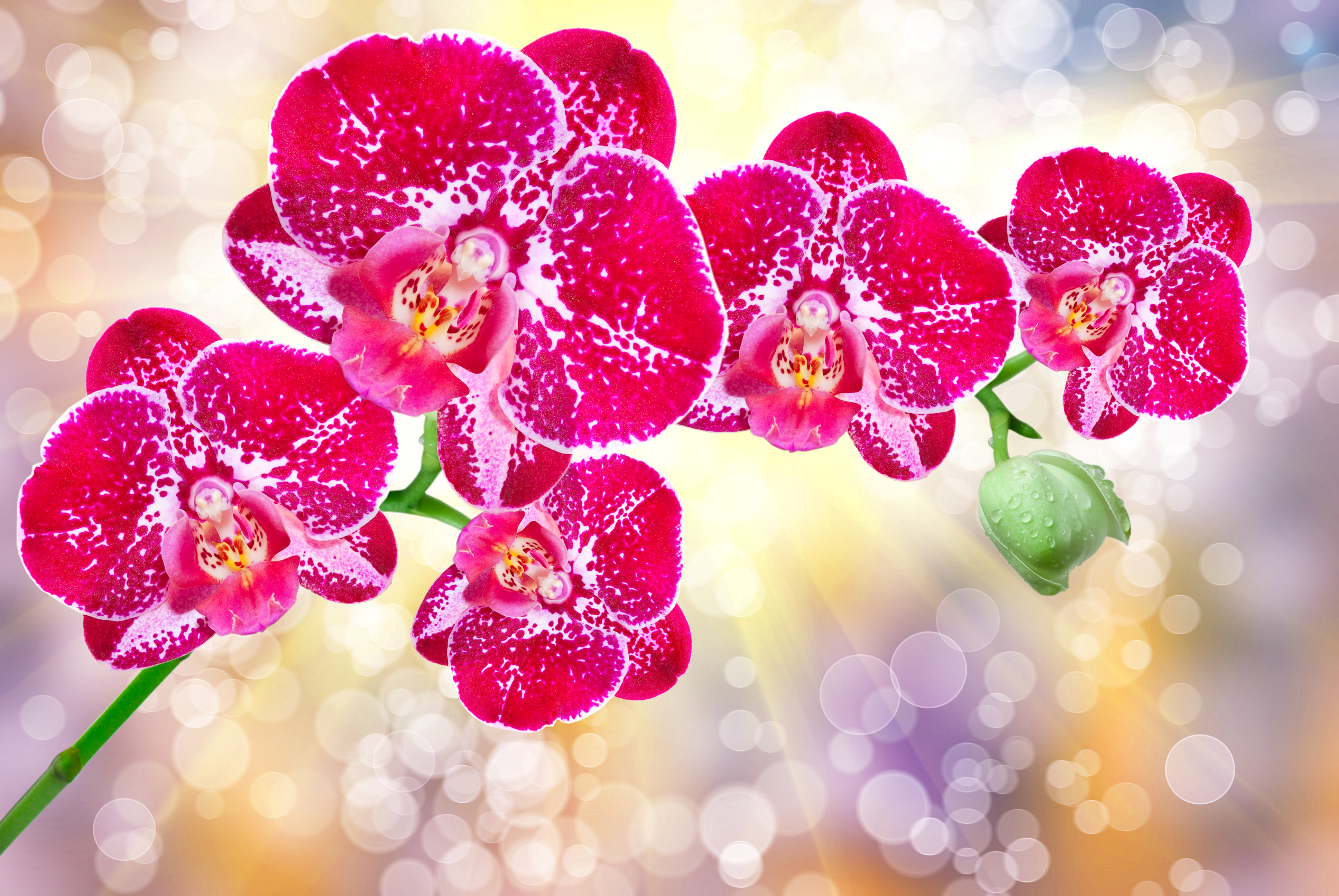 Bokeh Flower Orchid Pink Flower Sunbeam 3872x2592