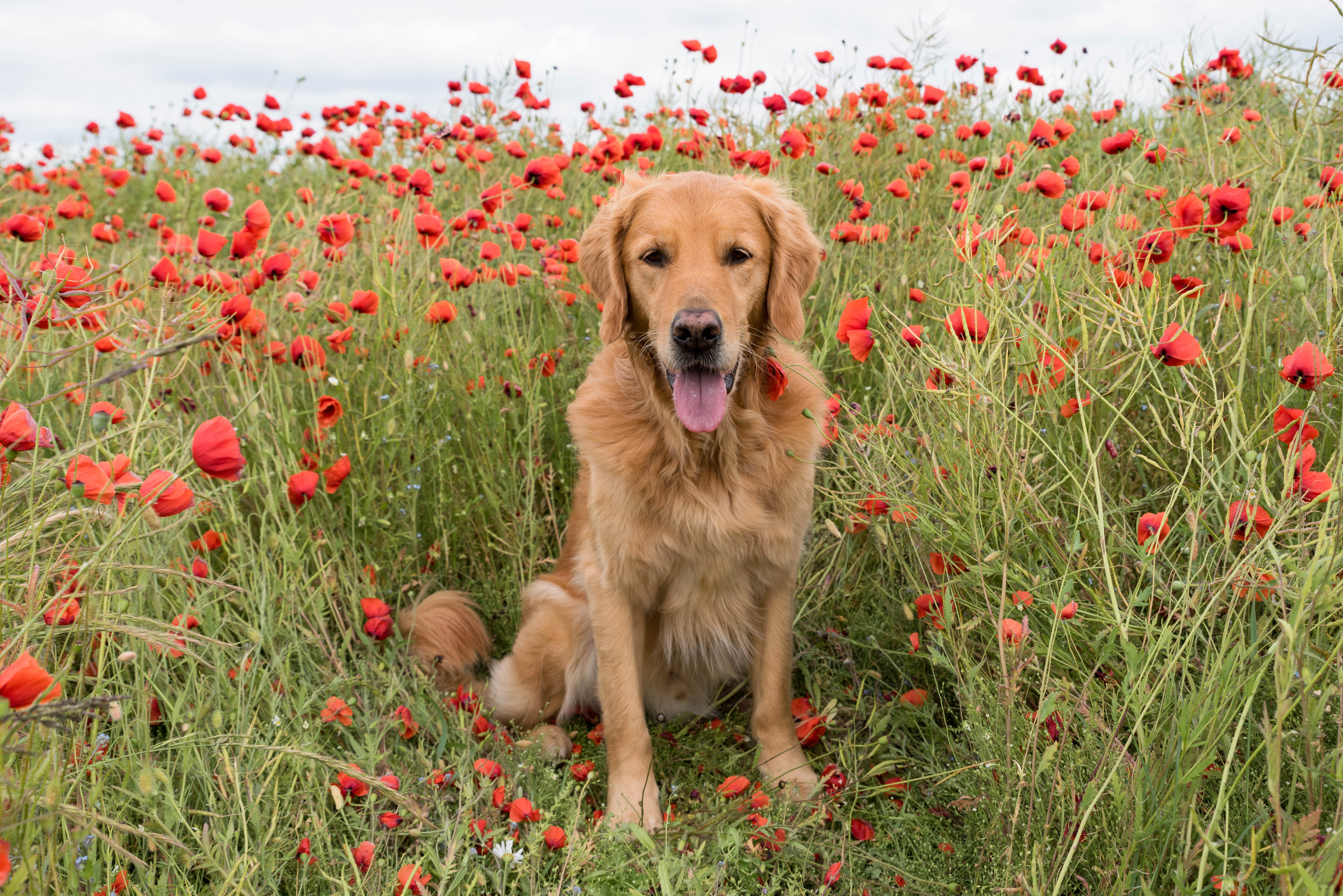 Dog Labrador Retriever Pet Poppy Red Flower 3745x2500