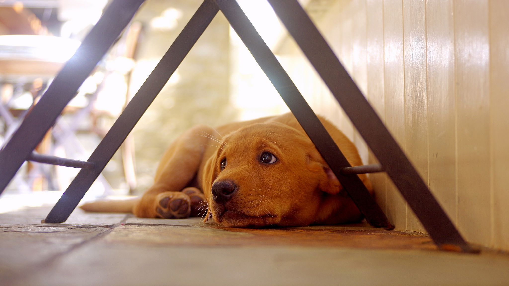 Depth Of Field Dog Golden Retriever Pet Resting 2048x1152