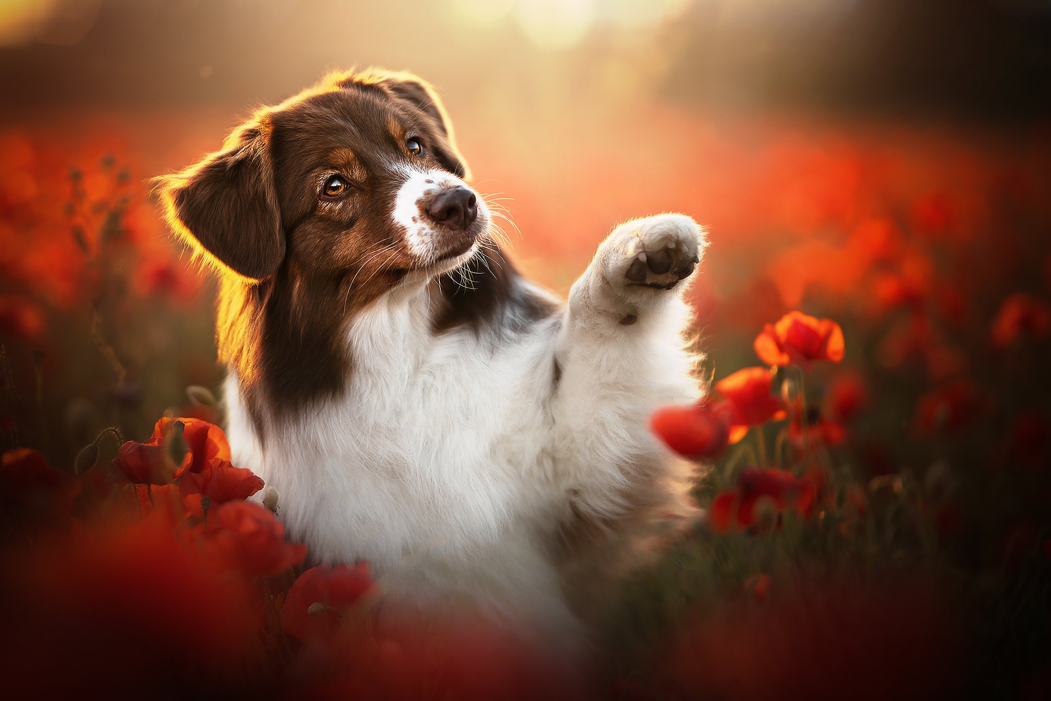 Dog Pet Poppy Red Flower 2048x1365