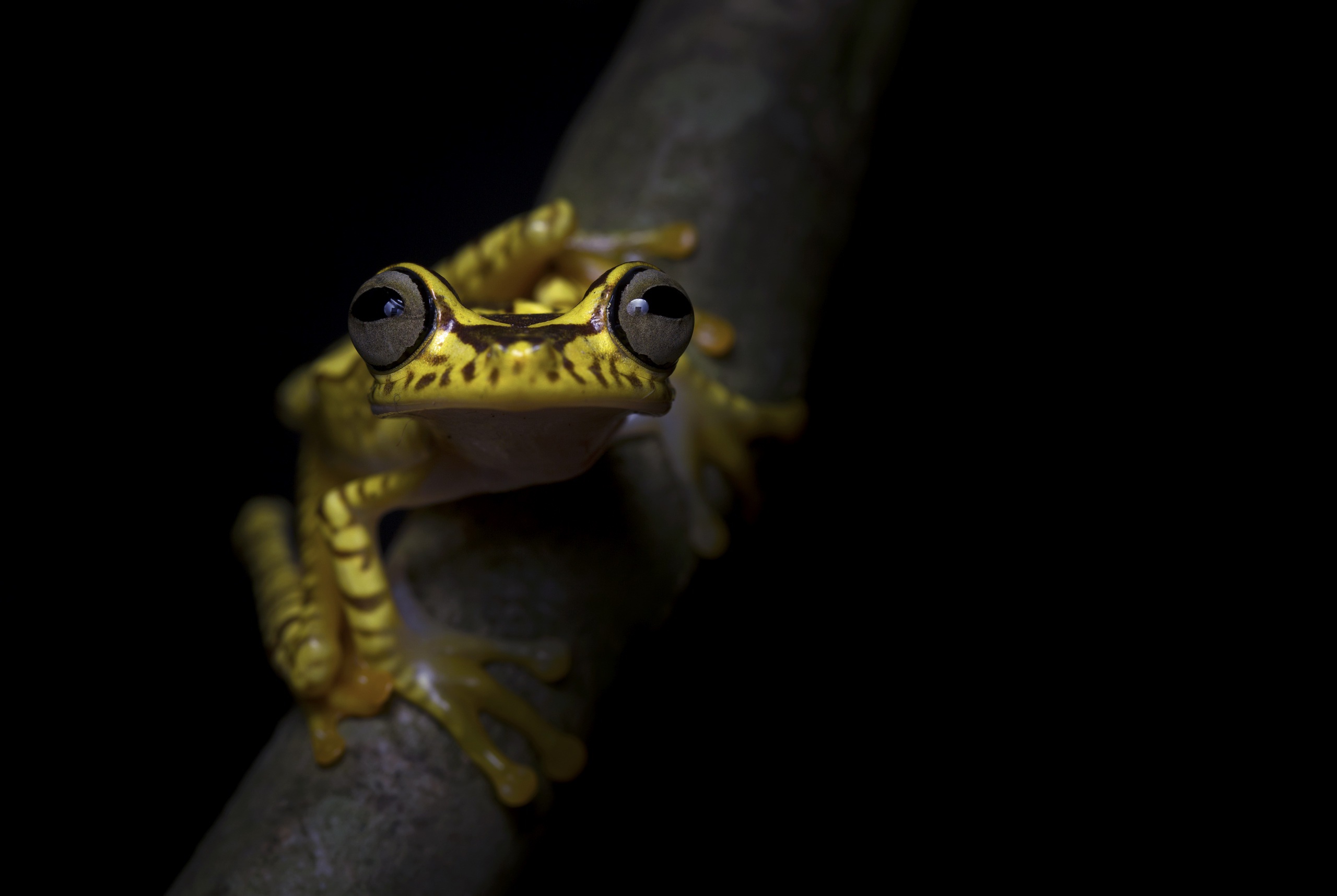 Amphibian Frog Stare Wildlife 2560x1715