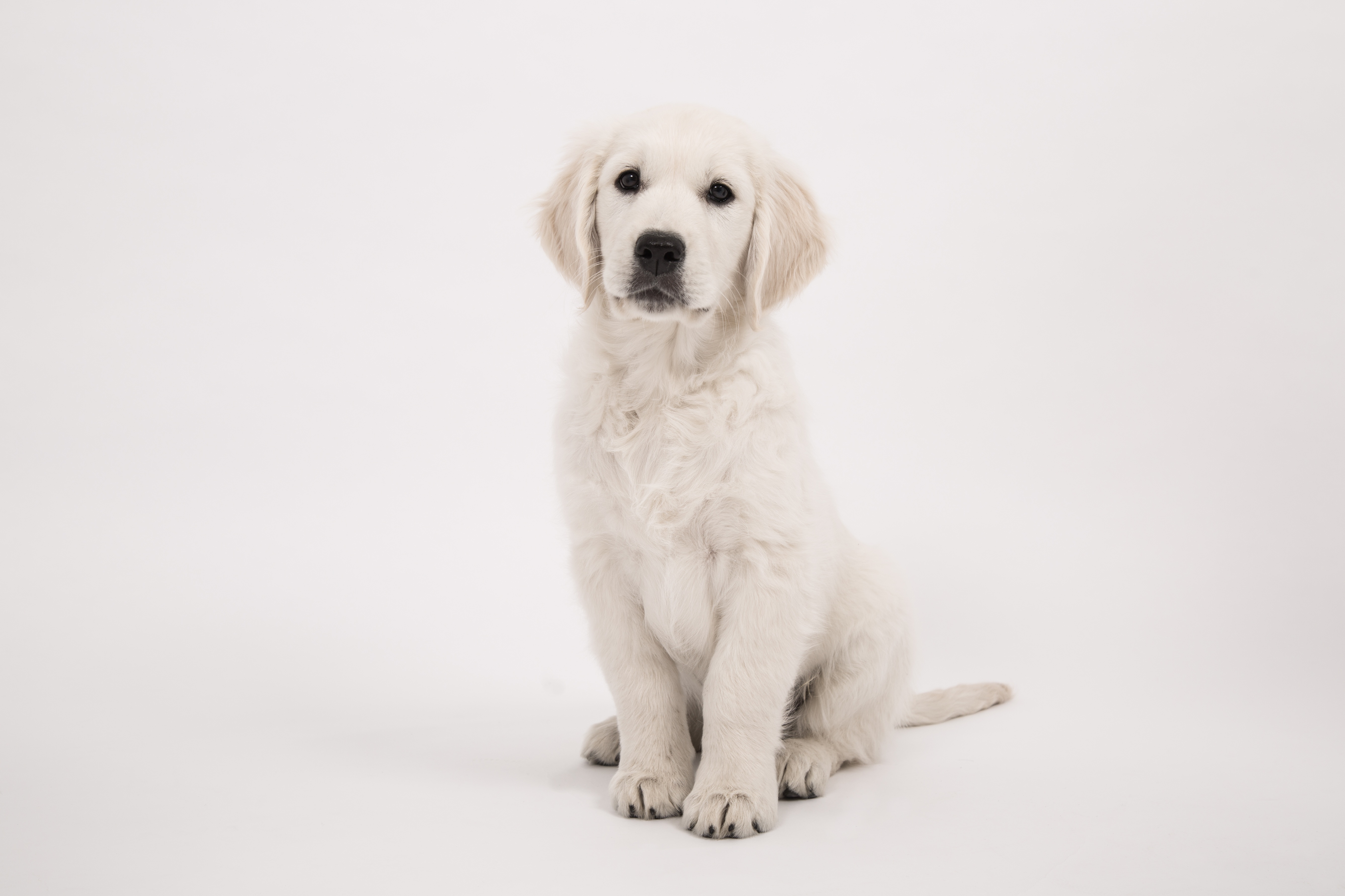 Baby Animal Dog Golden Retriever Pet Puppy Sitting 5351x3567