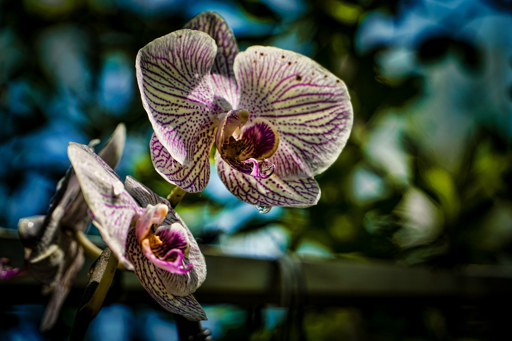 Flower Nature Orchid 2048x1365