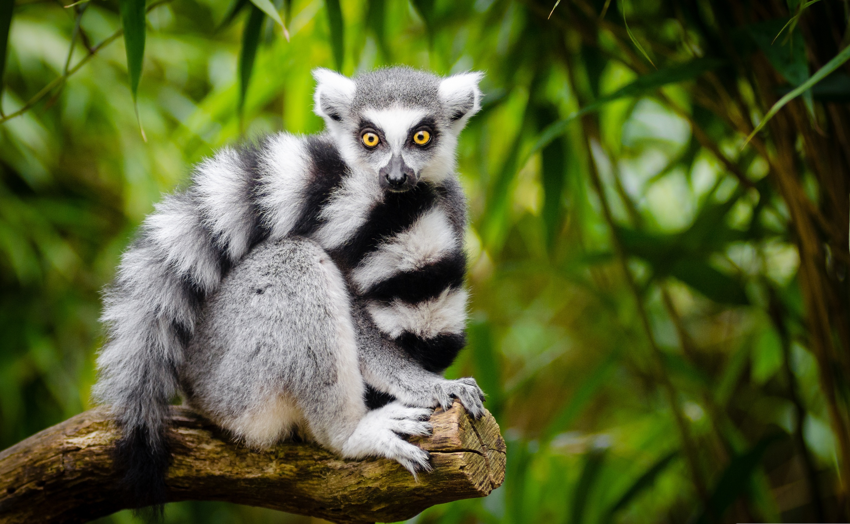 Lemur Primate Wildlife 2880x1775