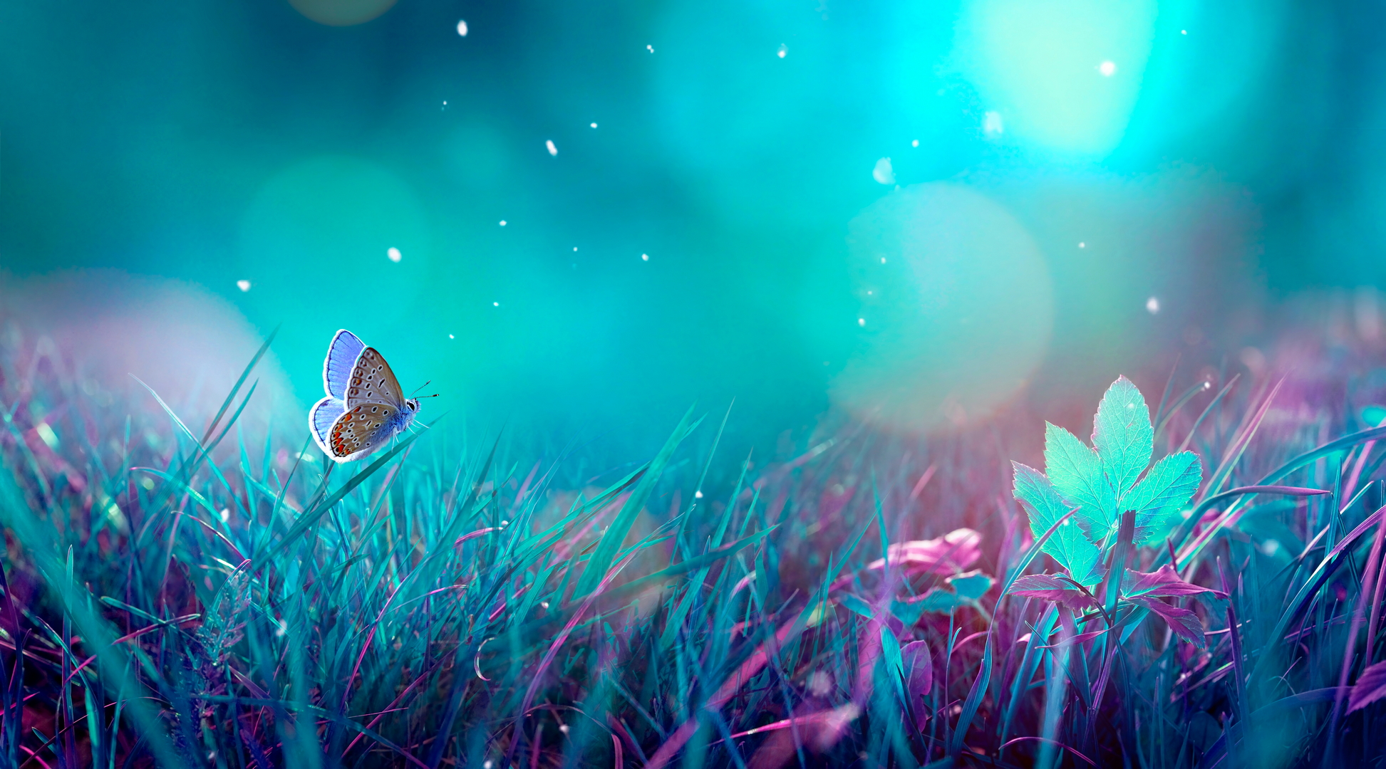 Animal Butterfly 1945x1080